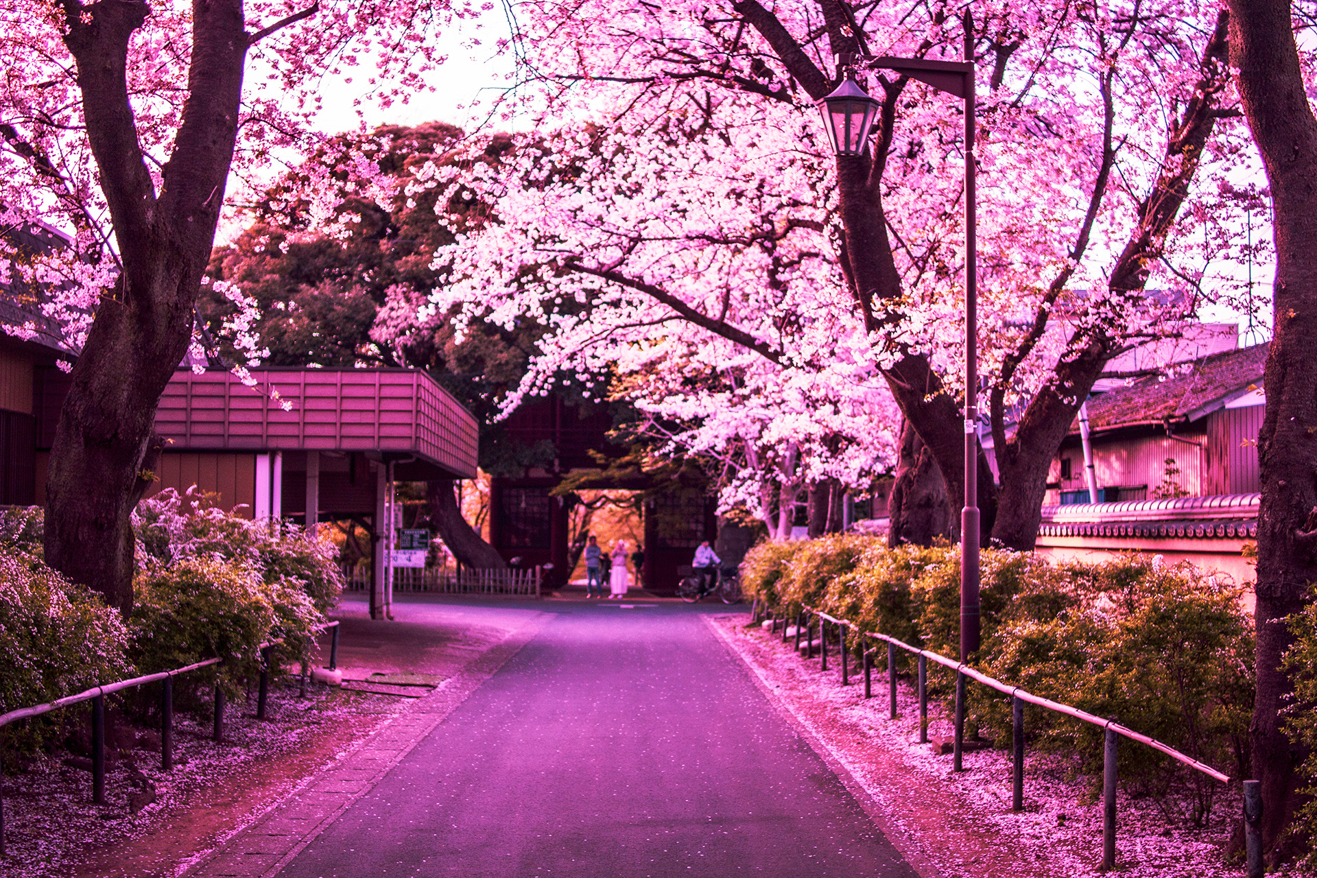 Location: Chiba, Hondo-ji Temple, Japan (2019)