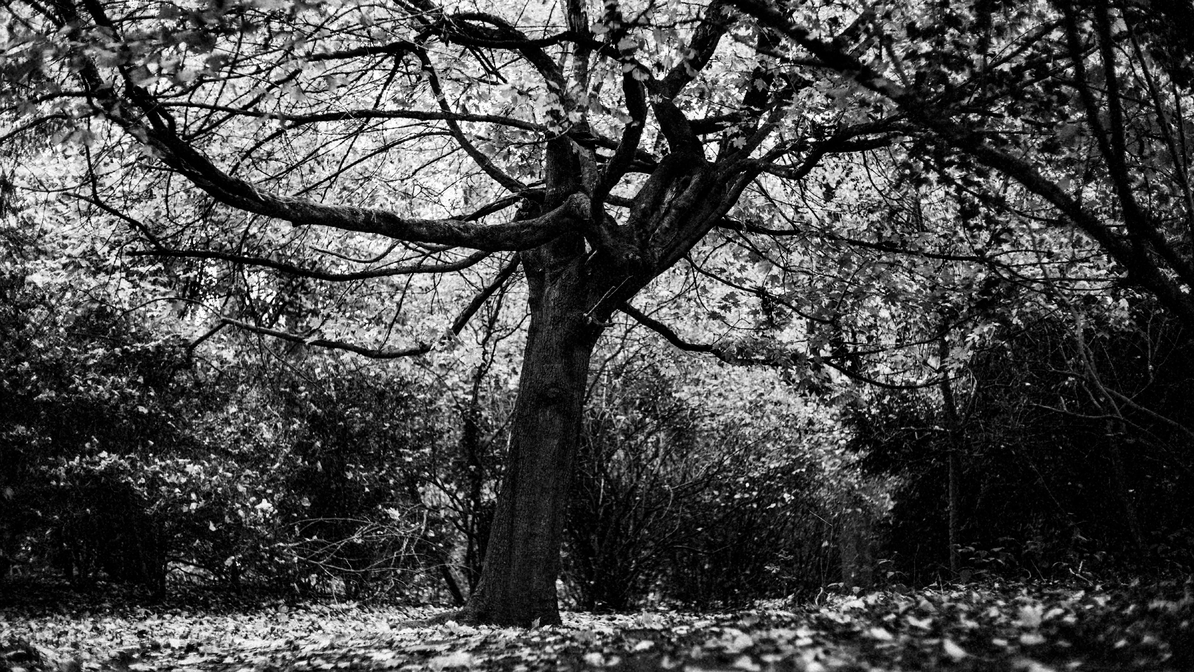 Location: London, Osterley Park, United Kingdom (2020)