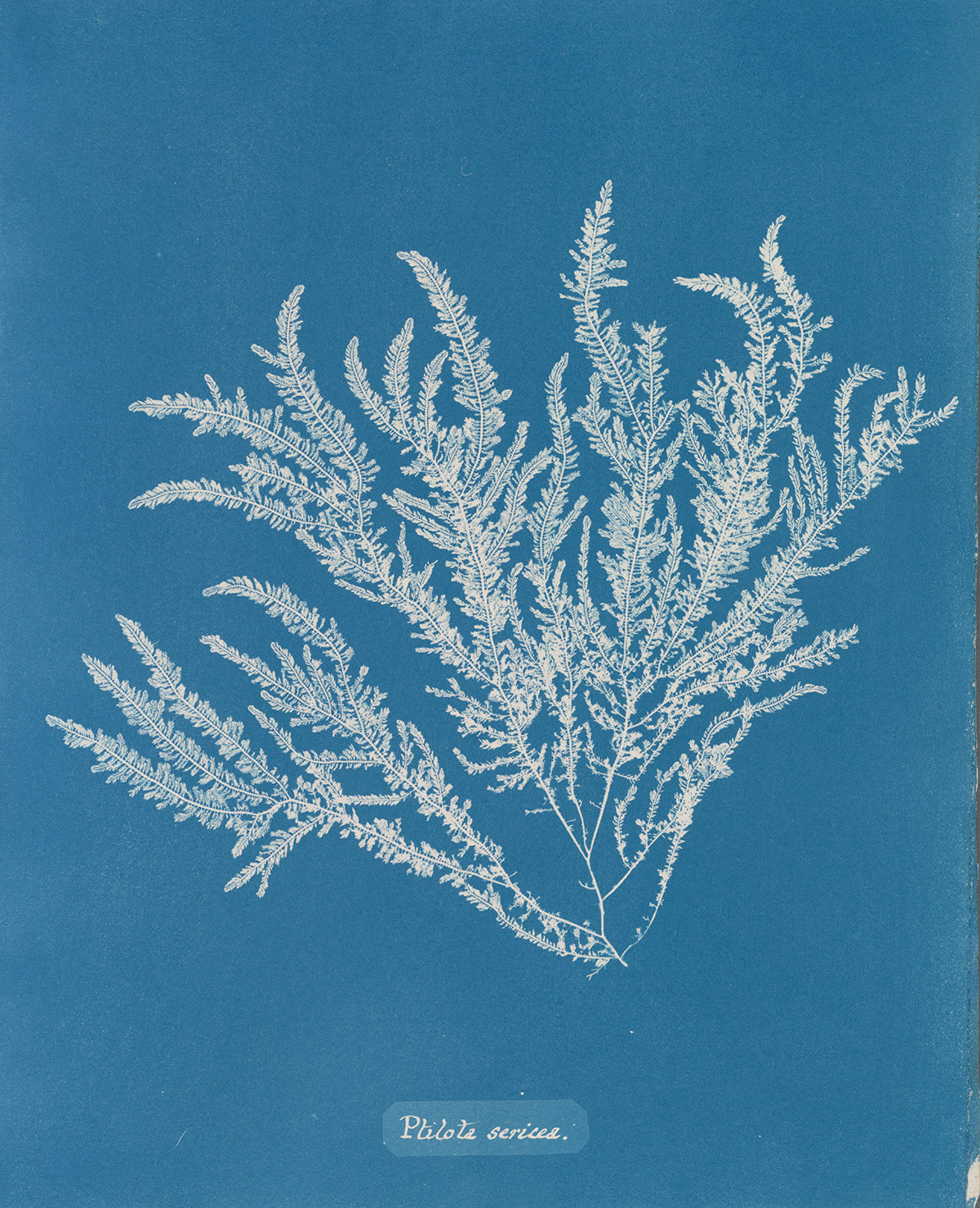 Reference retrieved from Public Domain Image Archive