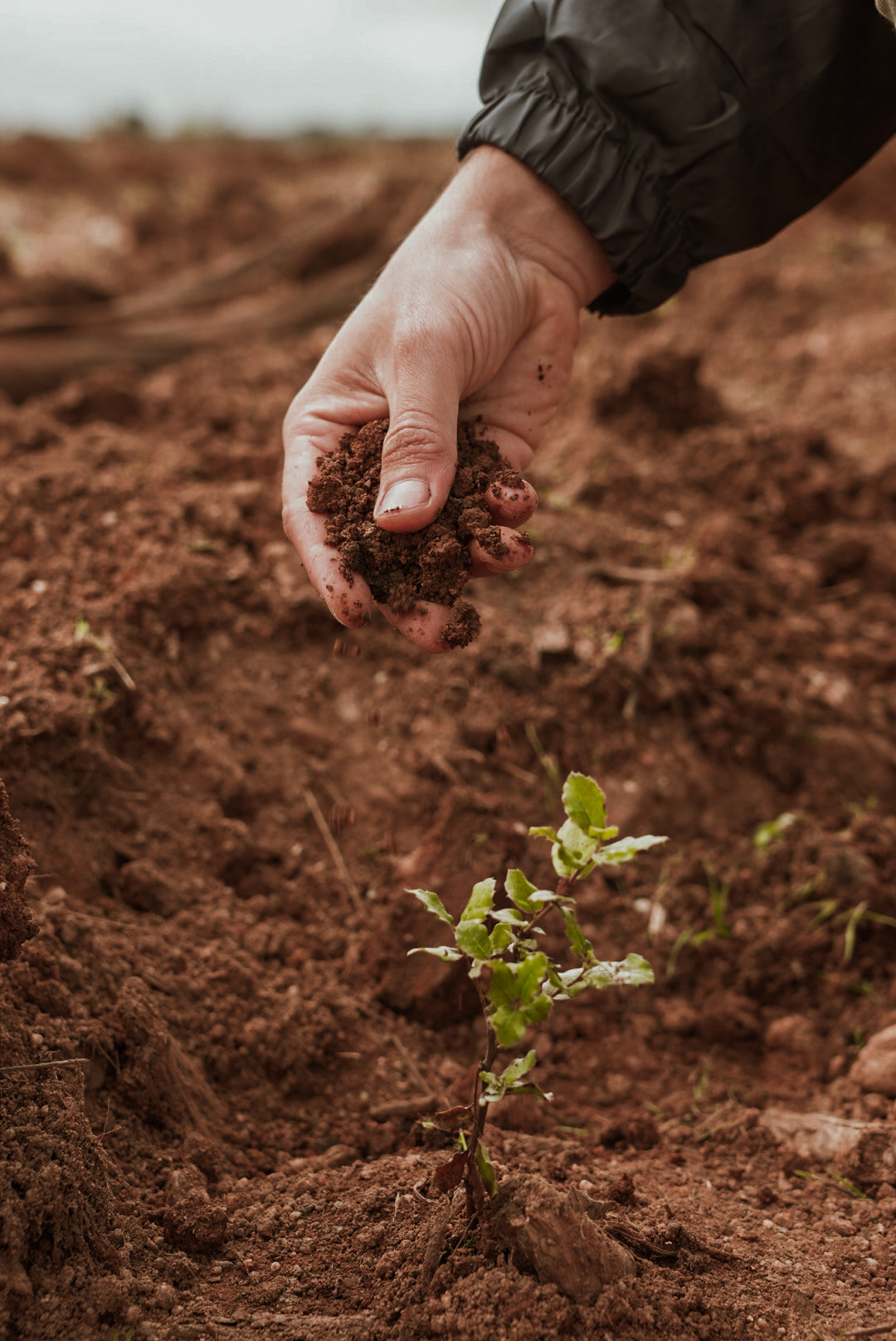 Amorim Sustainable Action