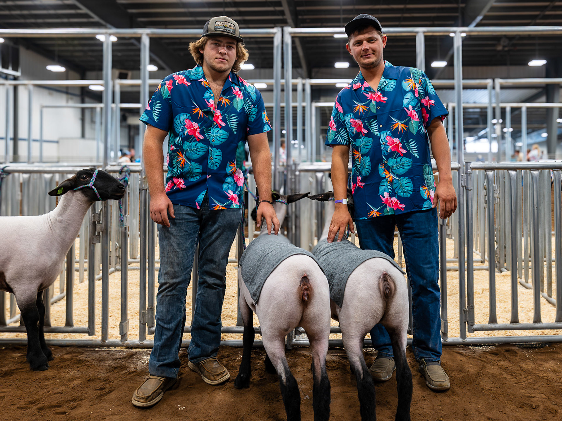 Sheep Competition, Erie County Fair, Hamburg NY