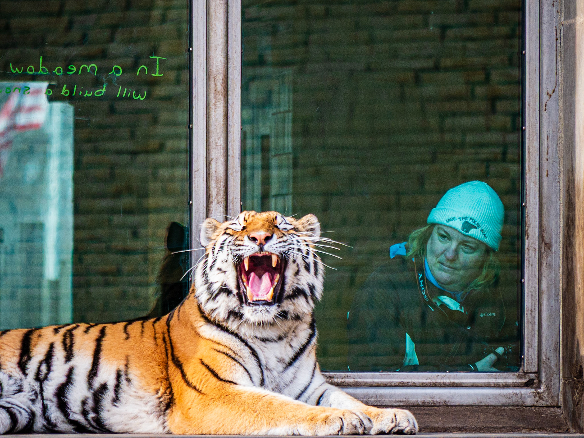 At the Zoo, Buffalo, NY (2018)