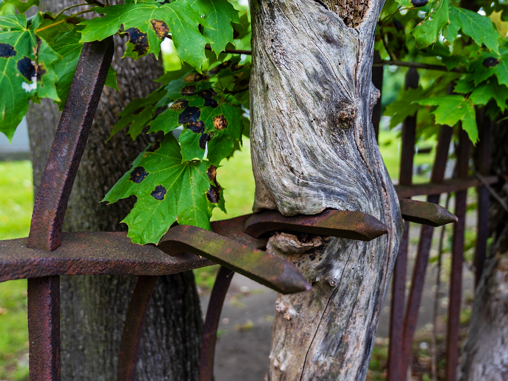 Beth Jacob Cemetery, Buffalo, NY (2025)
