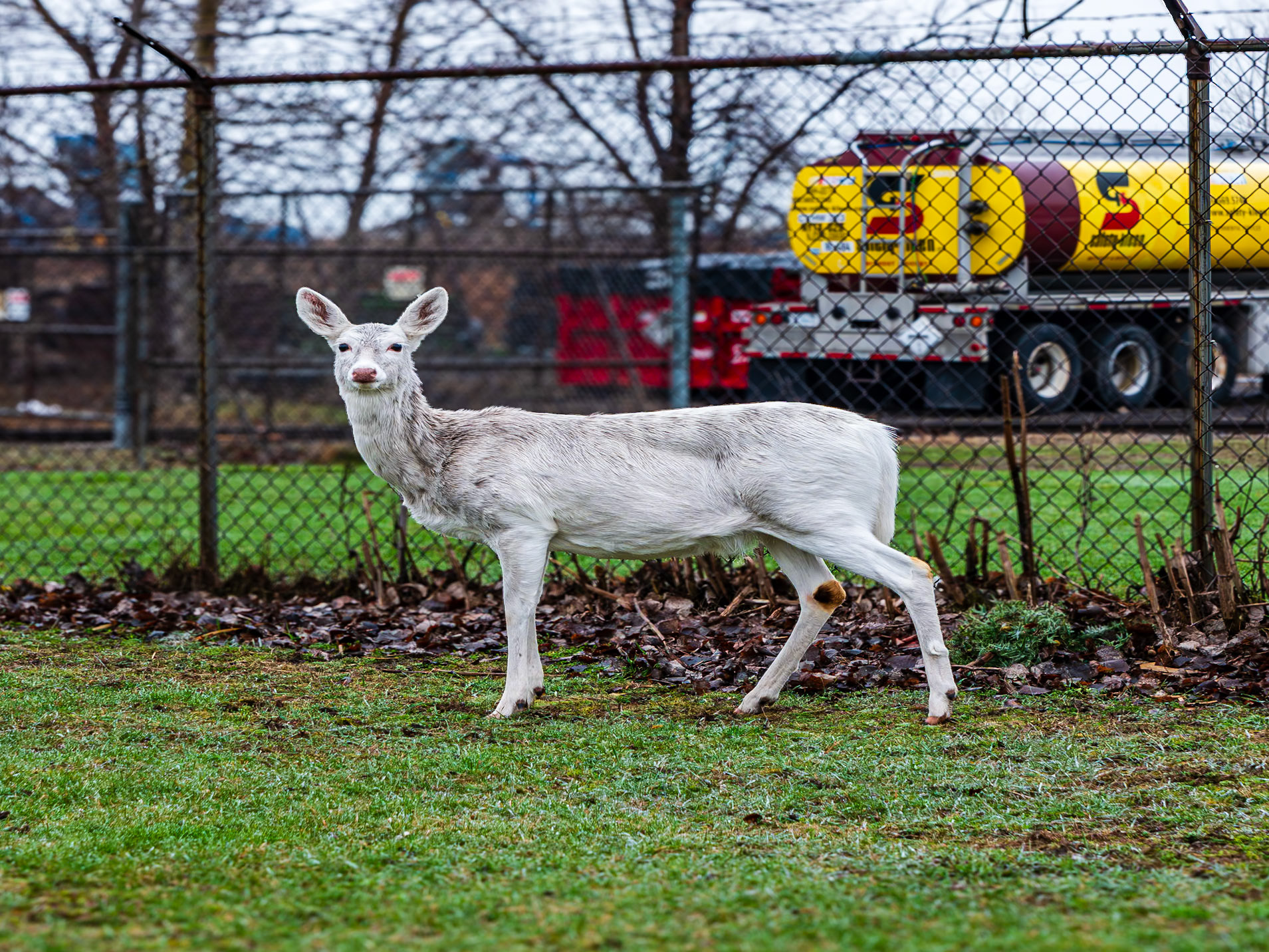 On Katherine Street, Buffalo NY