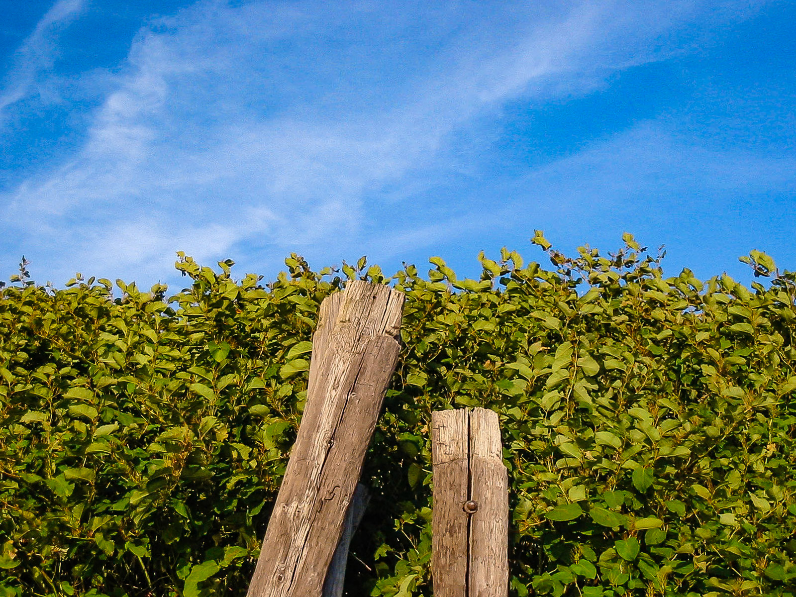 River Pilings, Buffalo, NY (2008)