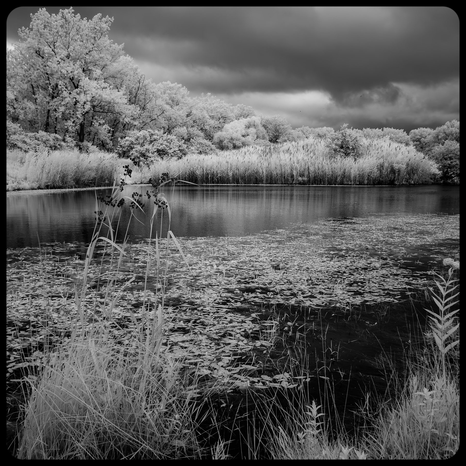 Tifft Nature Preserve, Buffalo NY