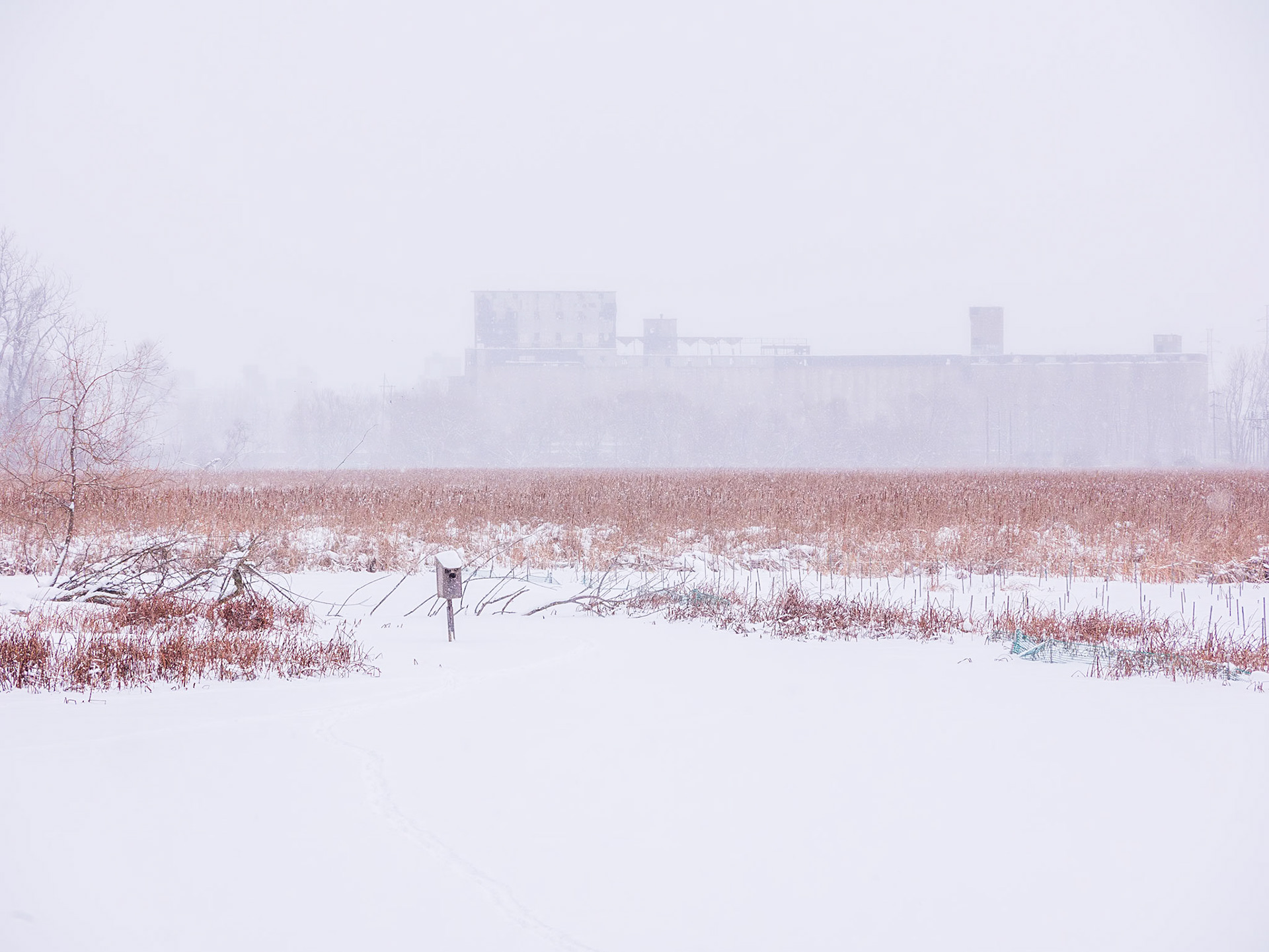 View of Cargill's Grain Elevator from Tifft Farm Nature Preserve, Buffalo NY