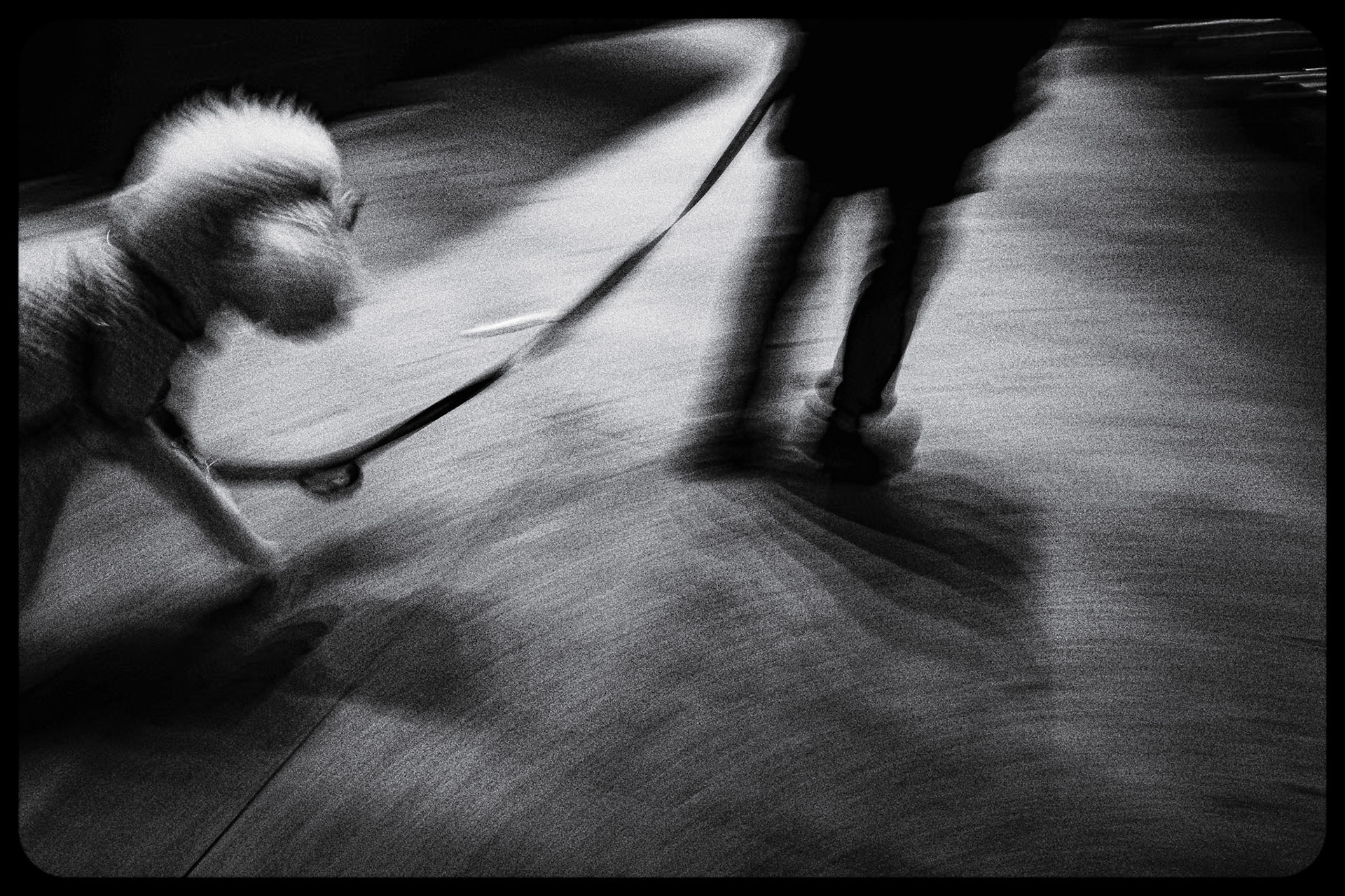 Walking the Dog, New York, NY (2025)