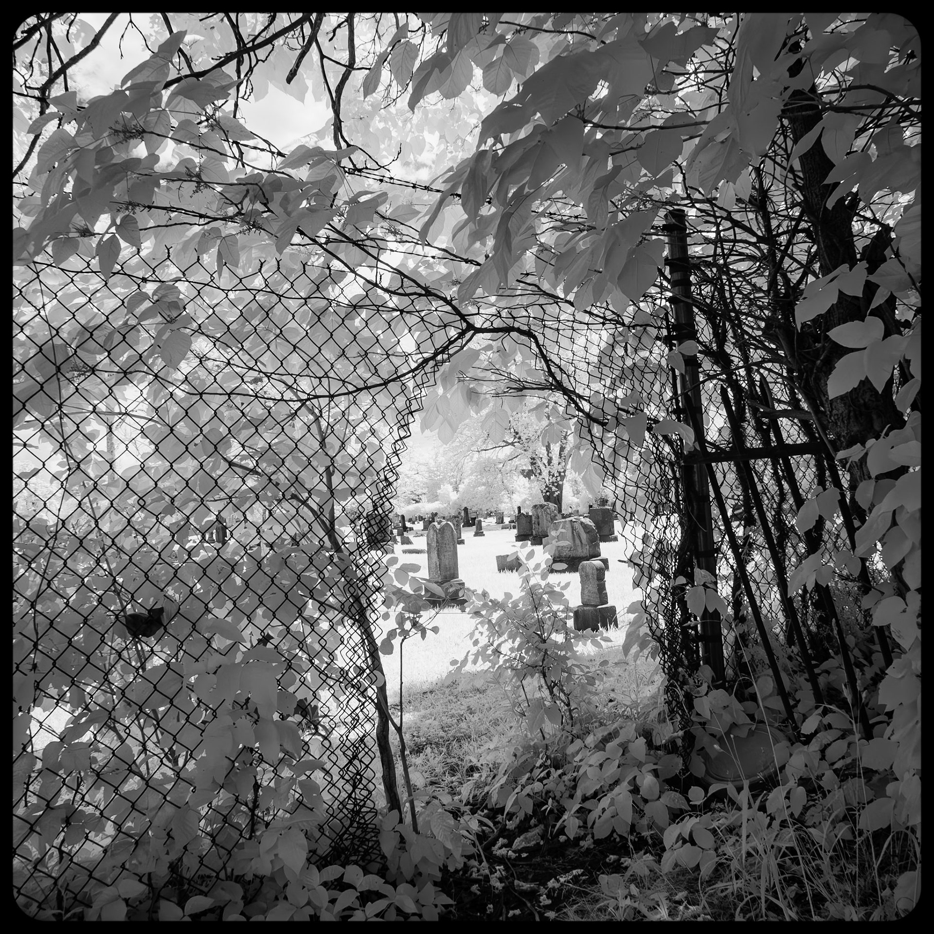 View of Concordia Cemetery, Buffalo NY
