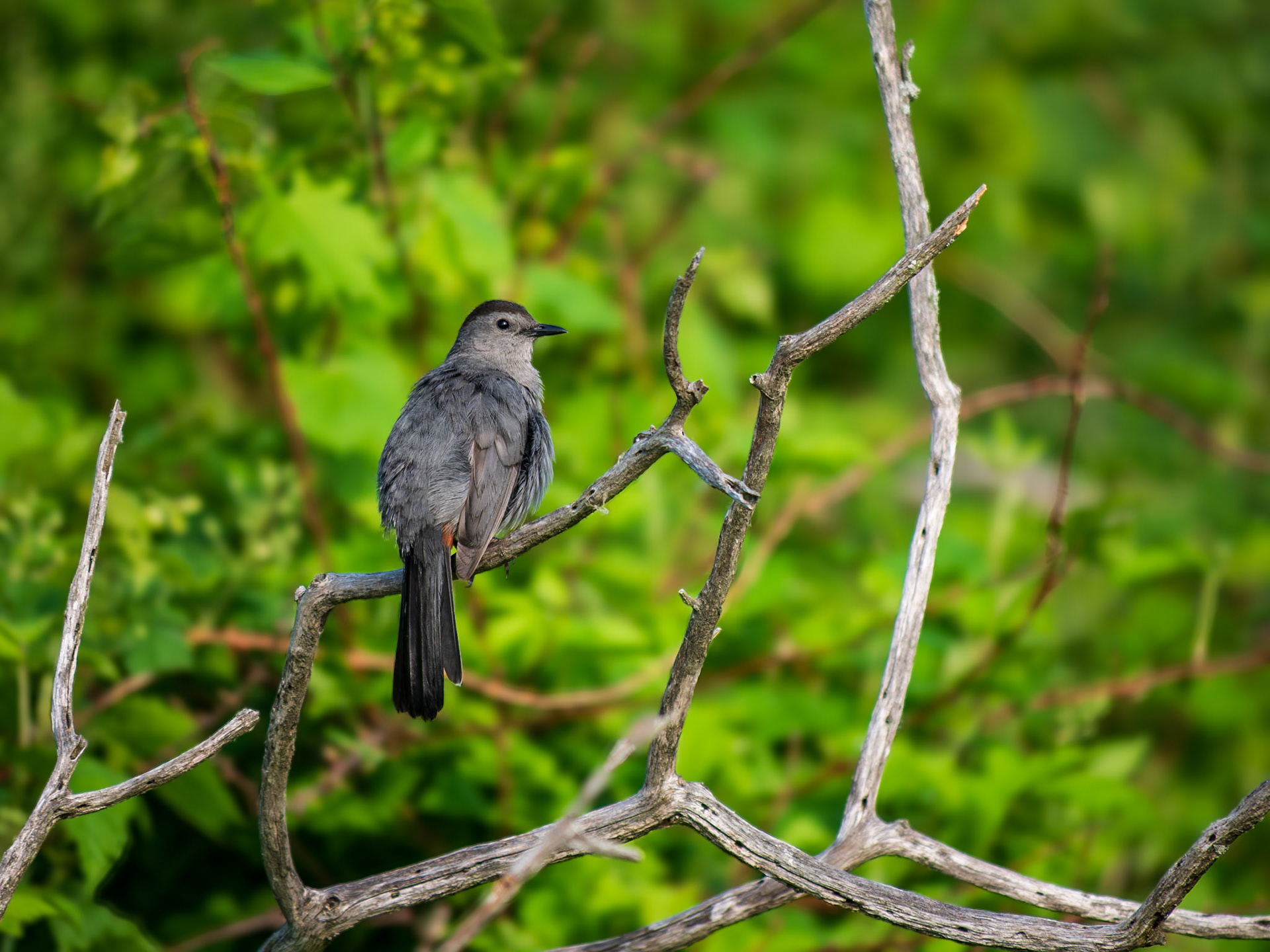 Catbird, Times Beach, Buffalo, NY