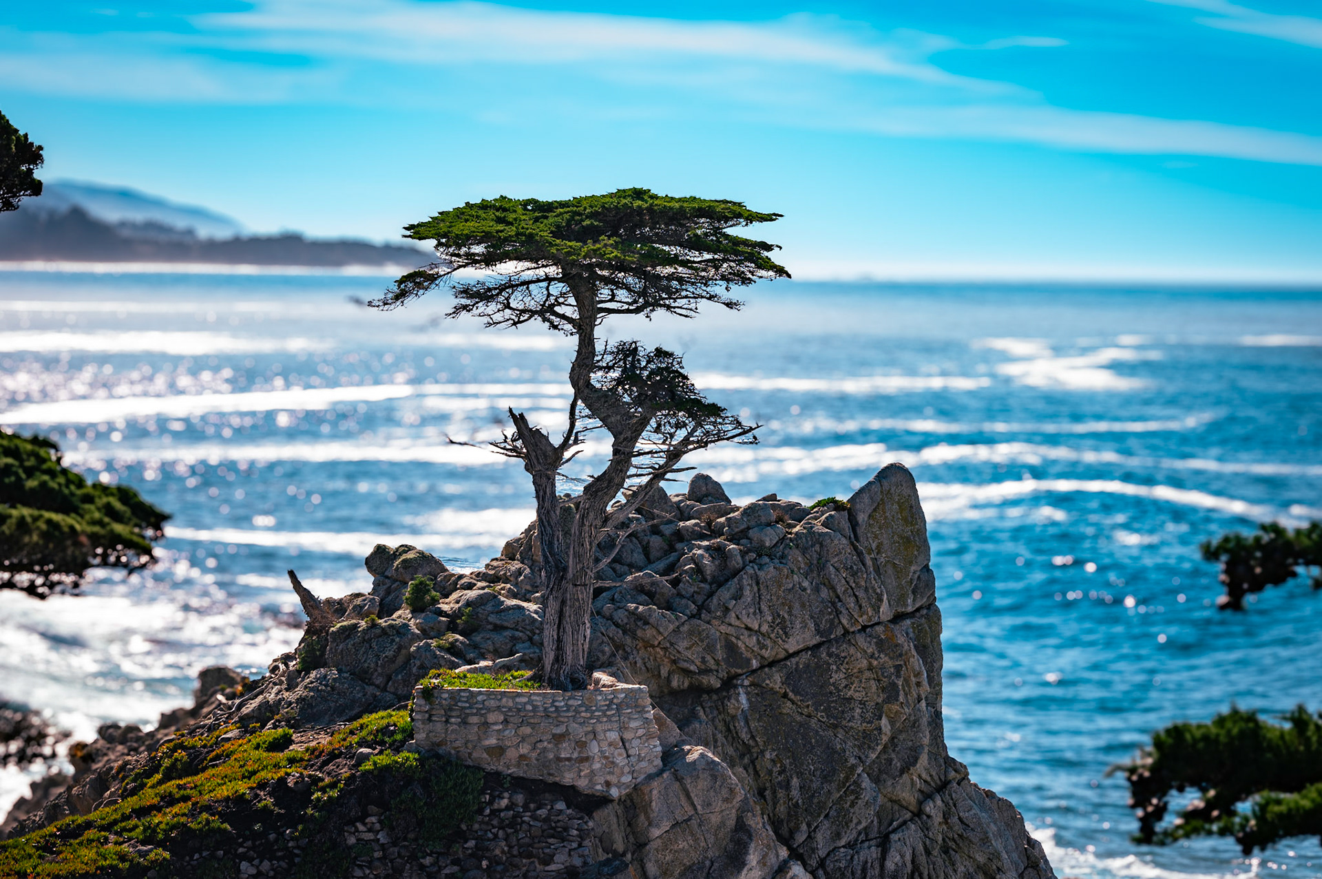 The Lone Cypress