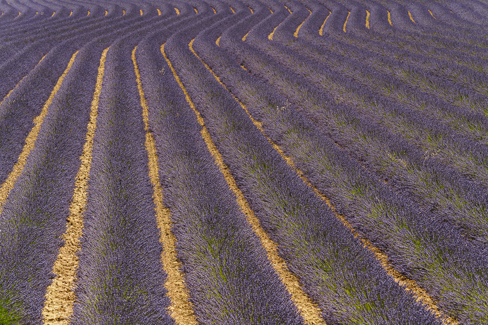 Valensole