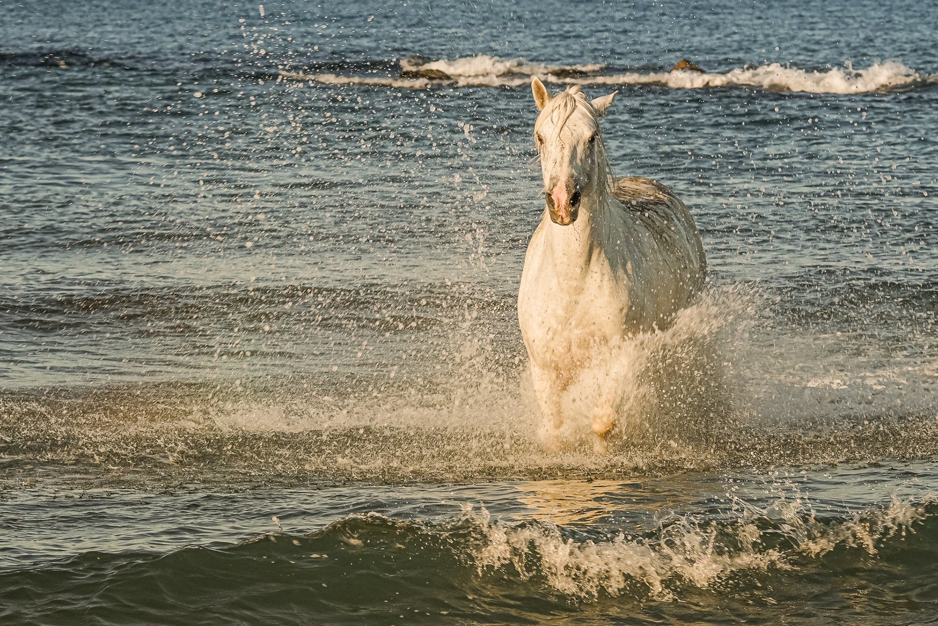 Camargue
