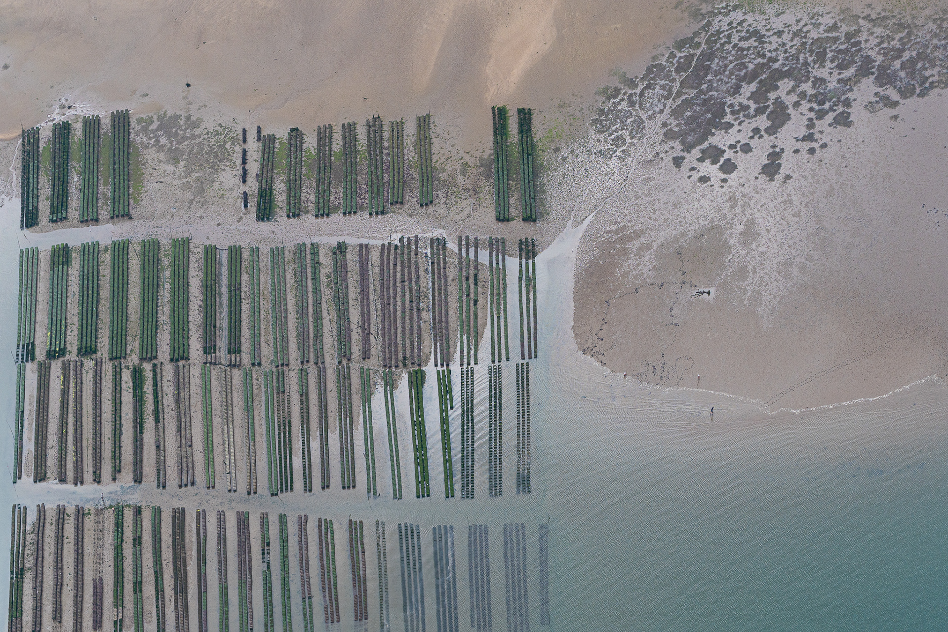 Oyster farming from the air