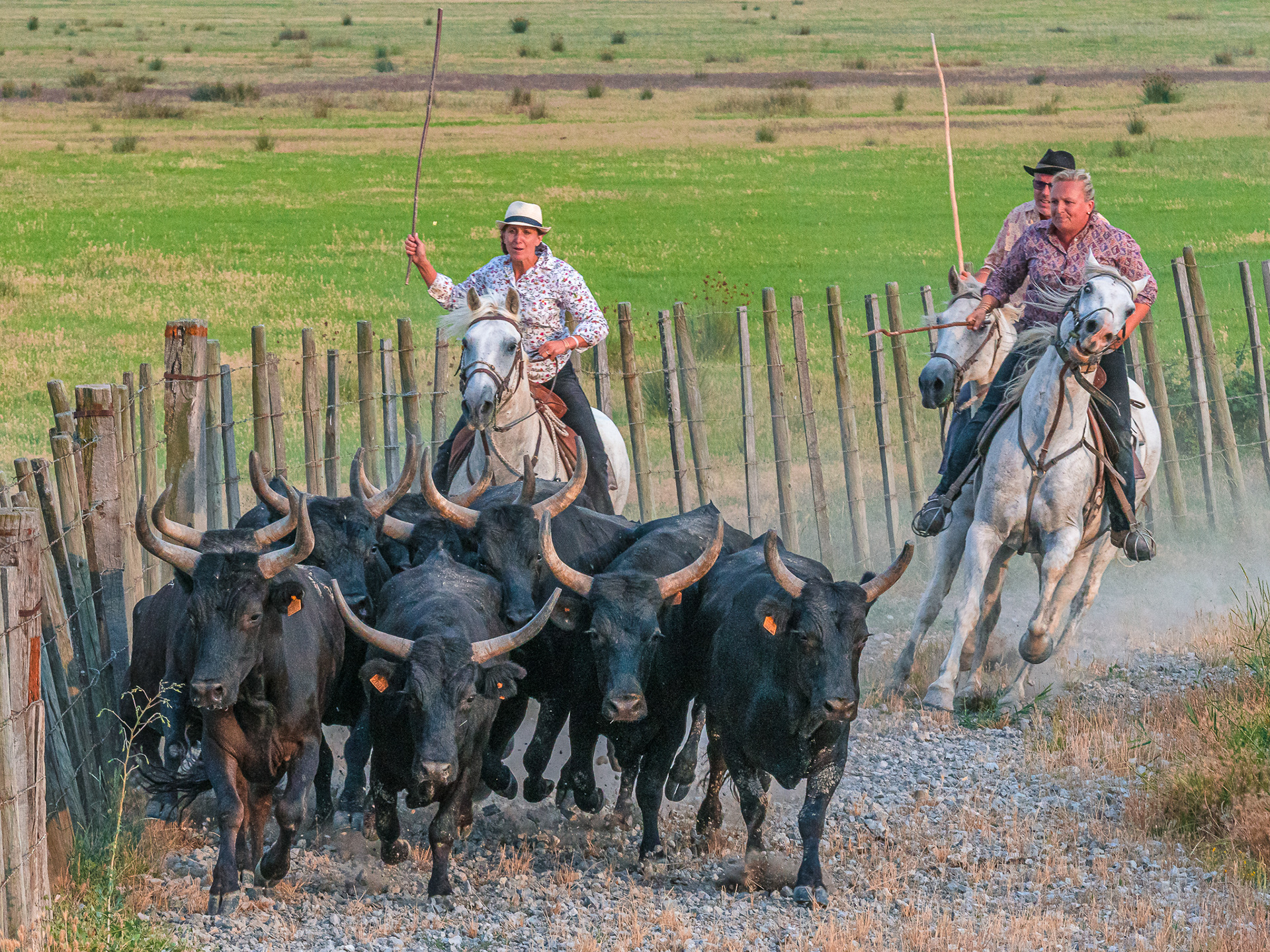 Camargue