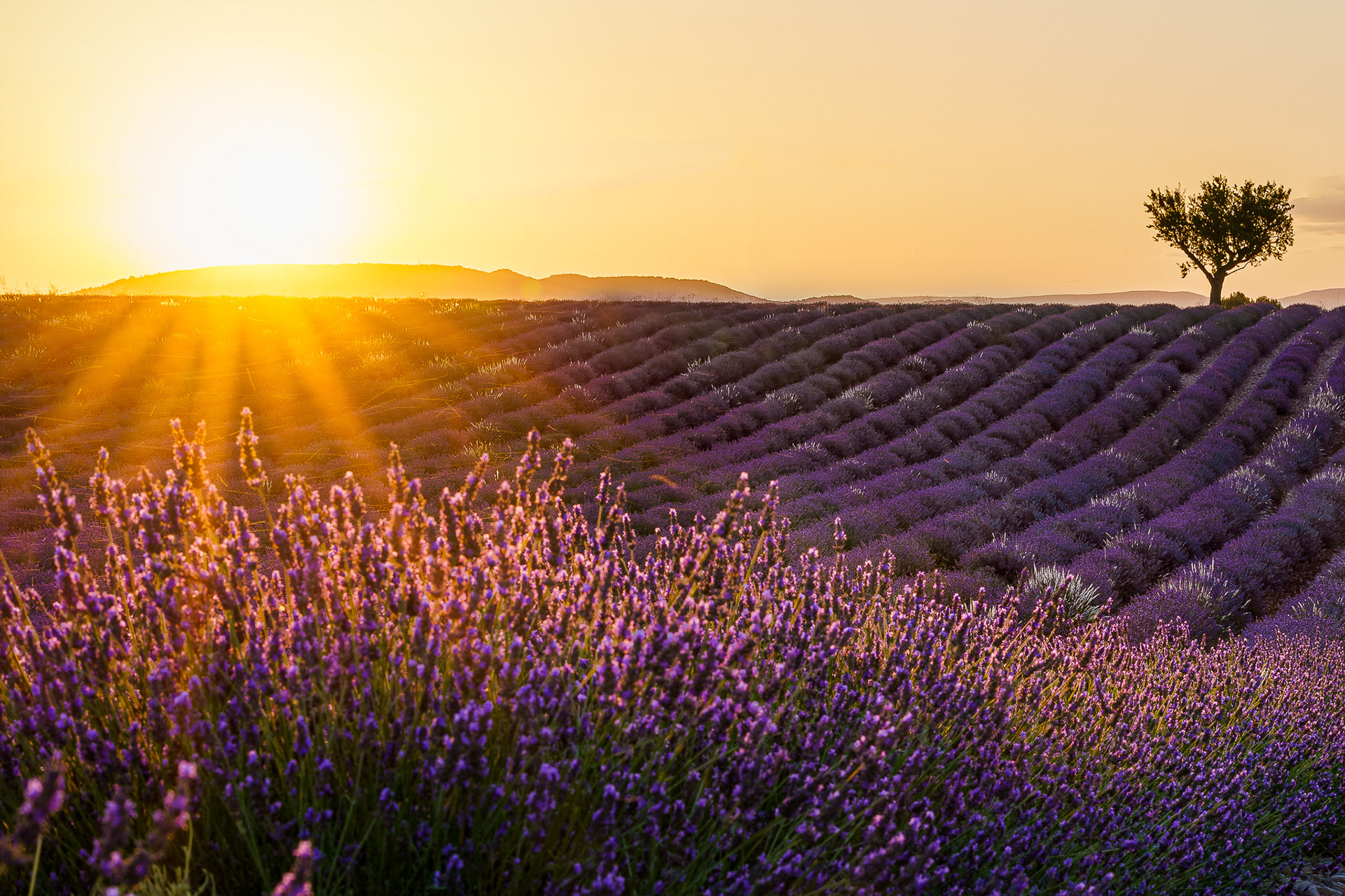 Valensole