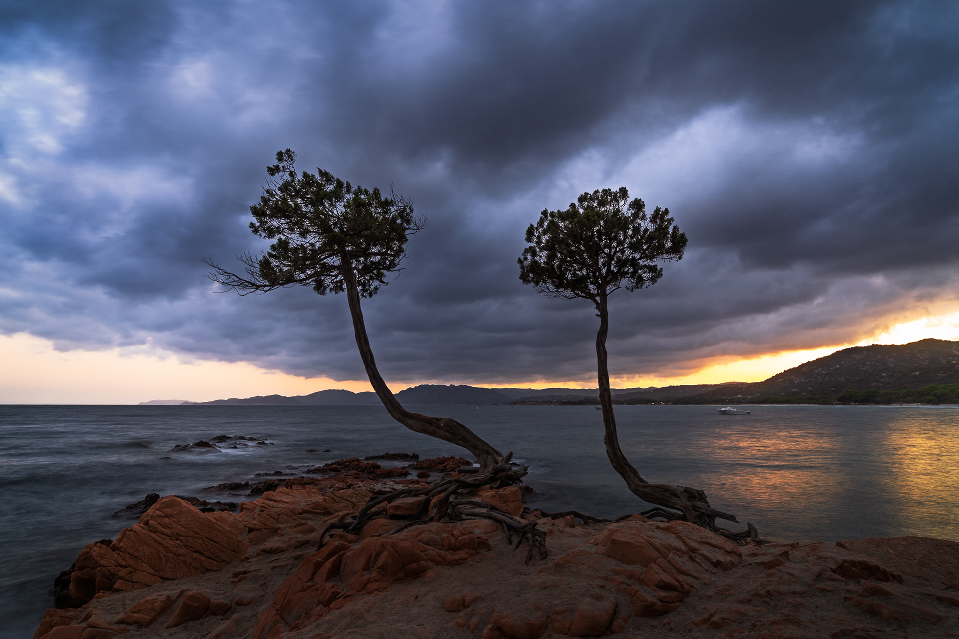Two wind-swept trees II