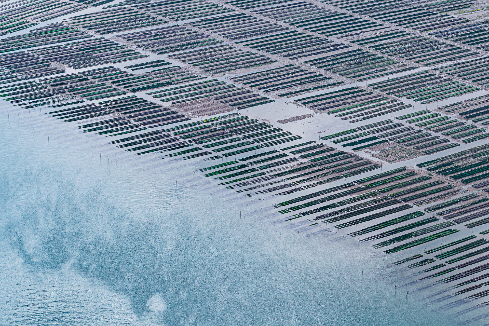 Oyster farming from the air