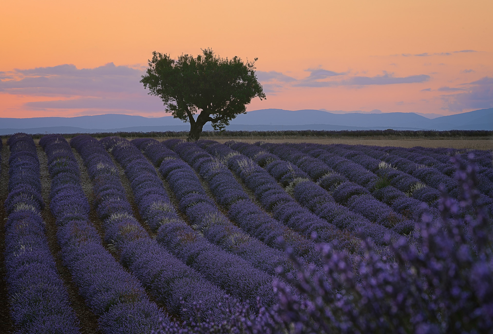 Valensole