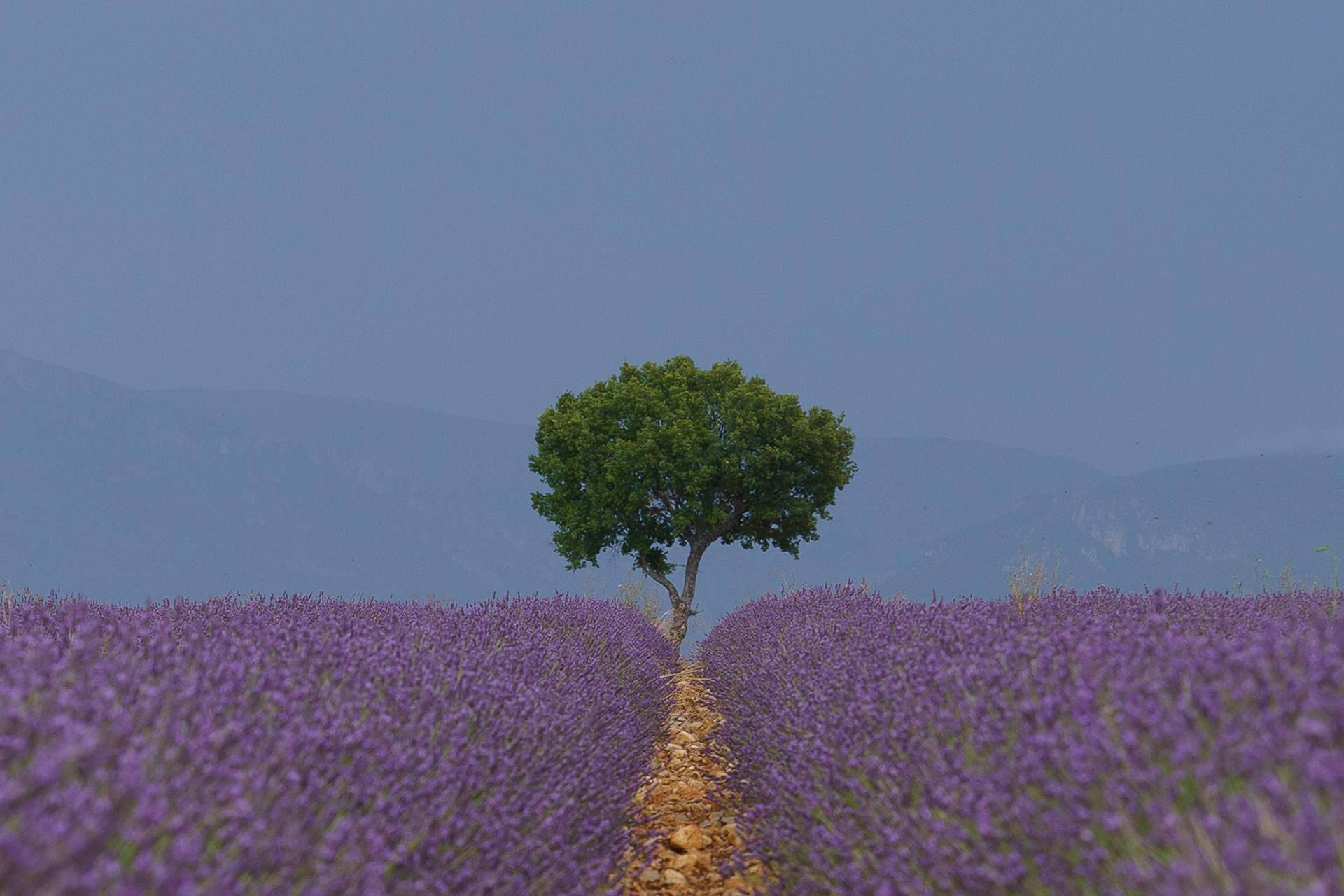 Valensole