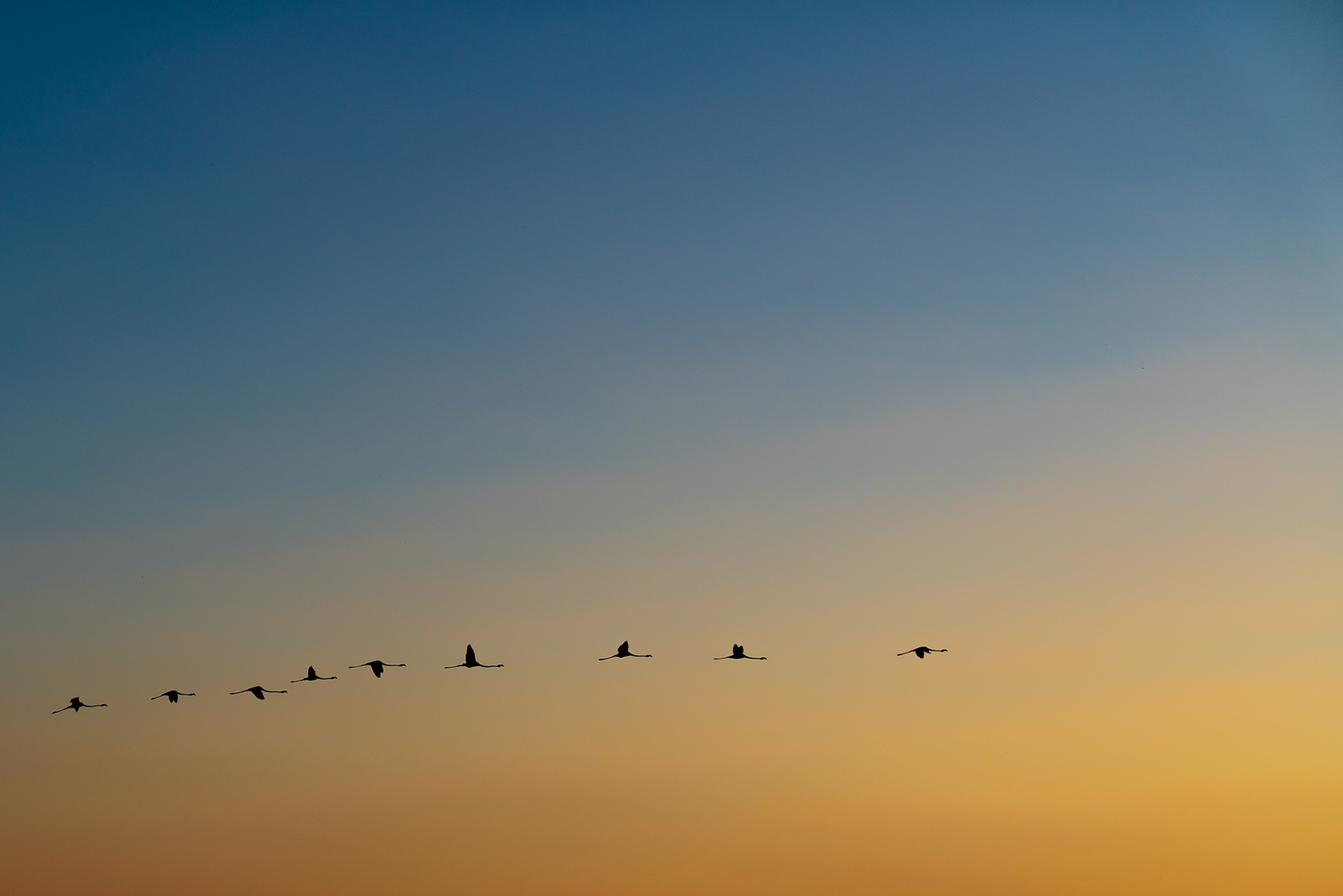 Camargue