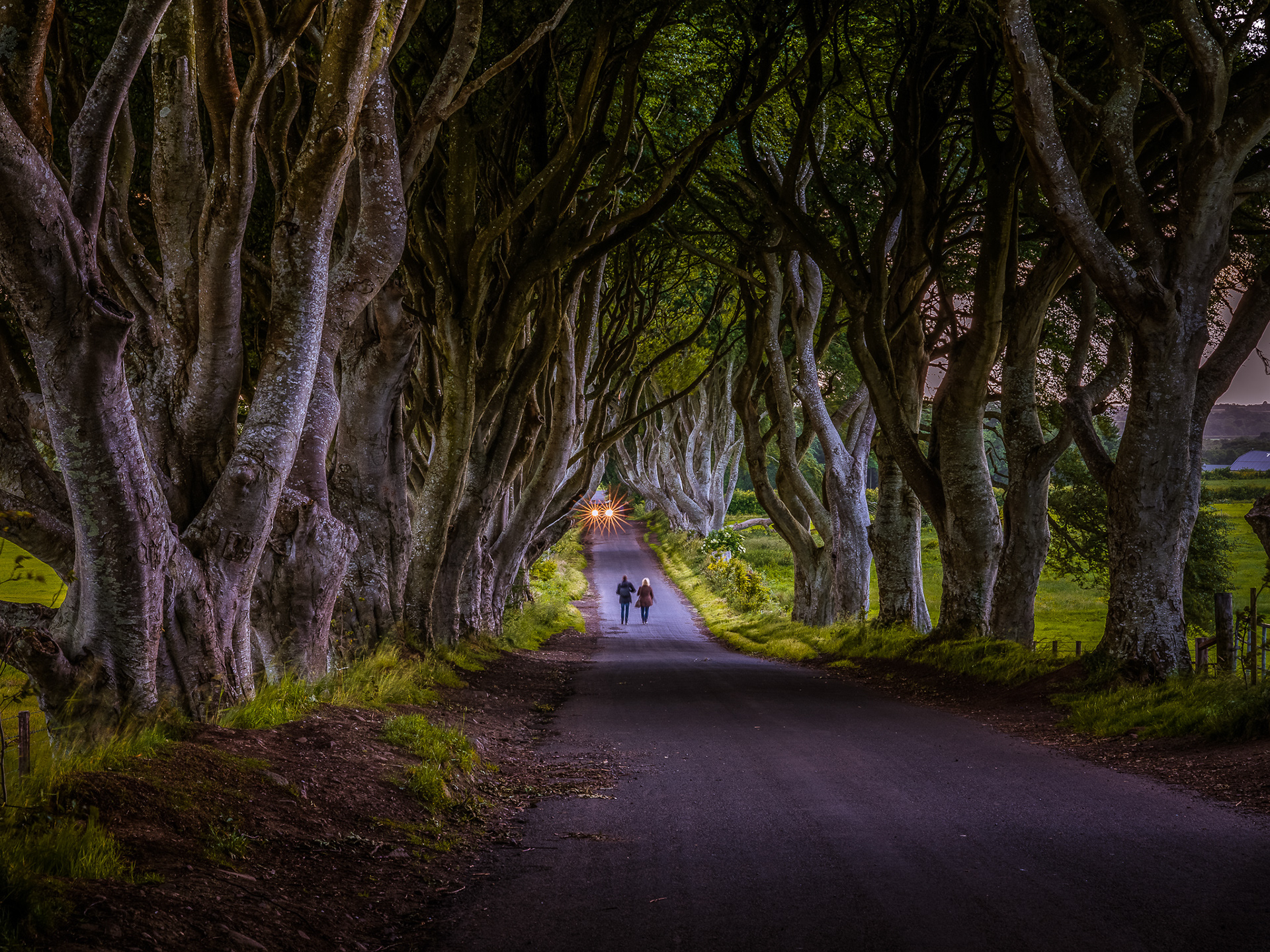 The Dark Hedges, Co. Antrim