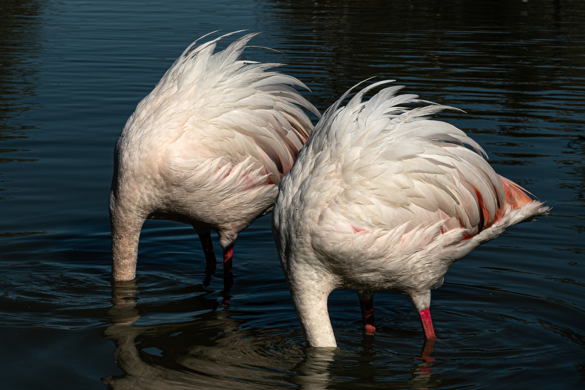 Camargue