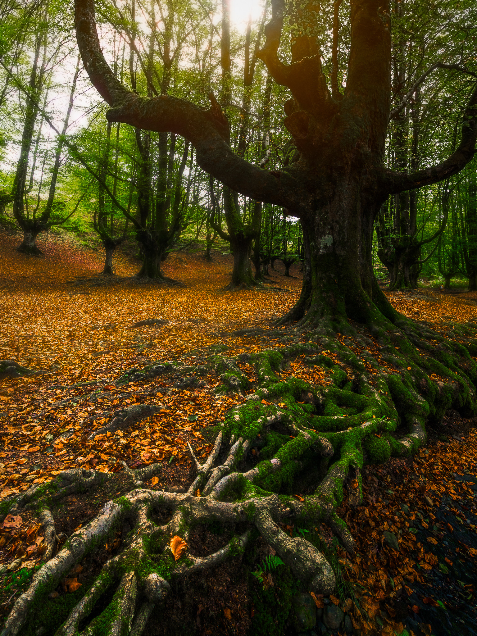 Fairy tale forest