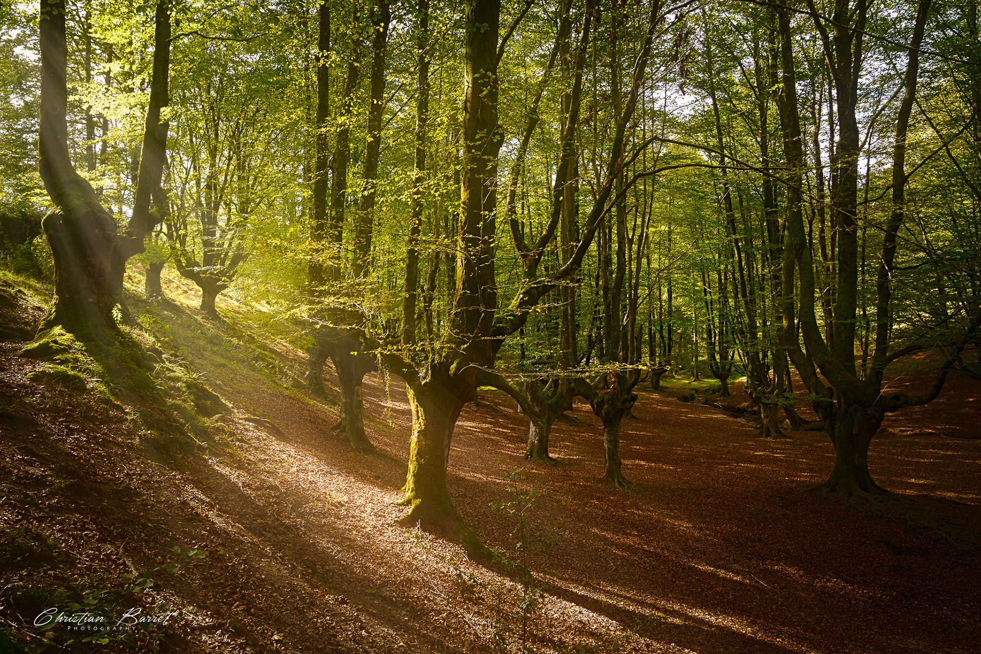 Fairy tale forest