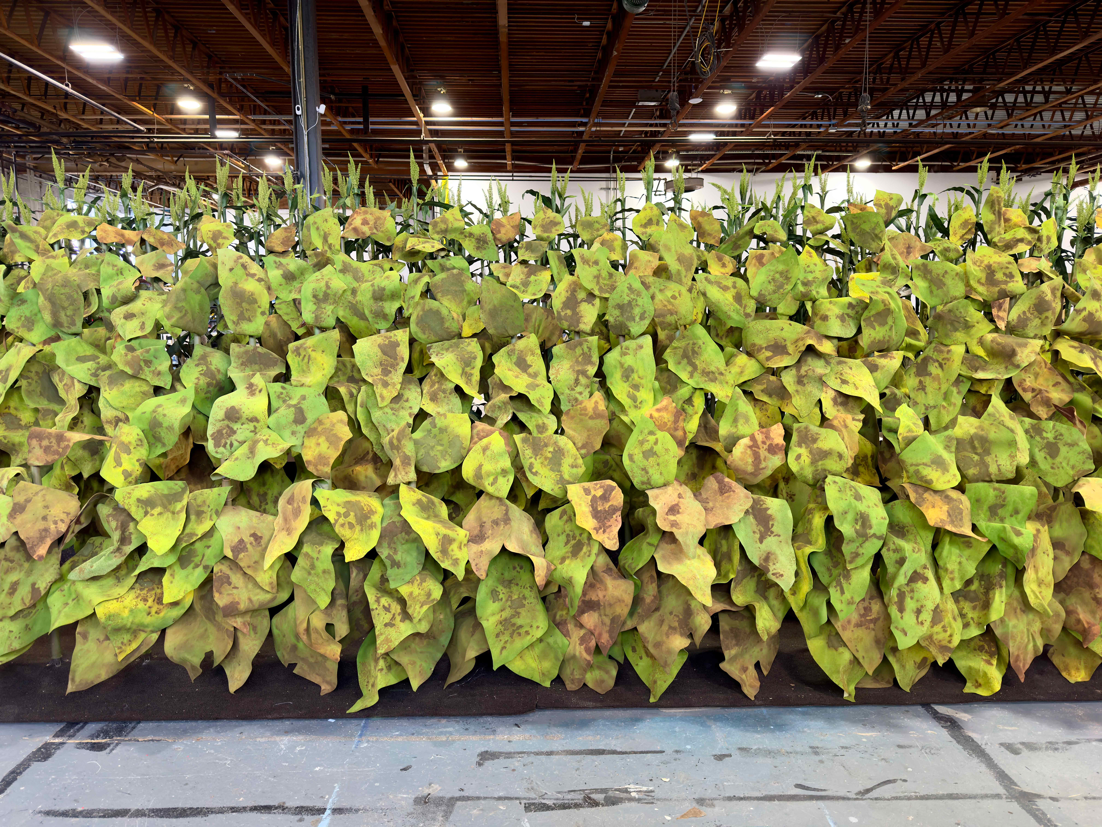 Props | Tobacco Plants | "Home" Directed by Kenny Leon, Designed by Arnulfo Maldonaldo, Roundabout Theatre Company