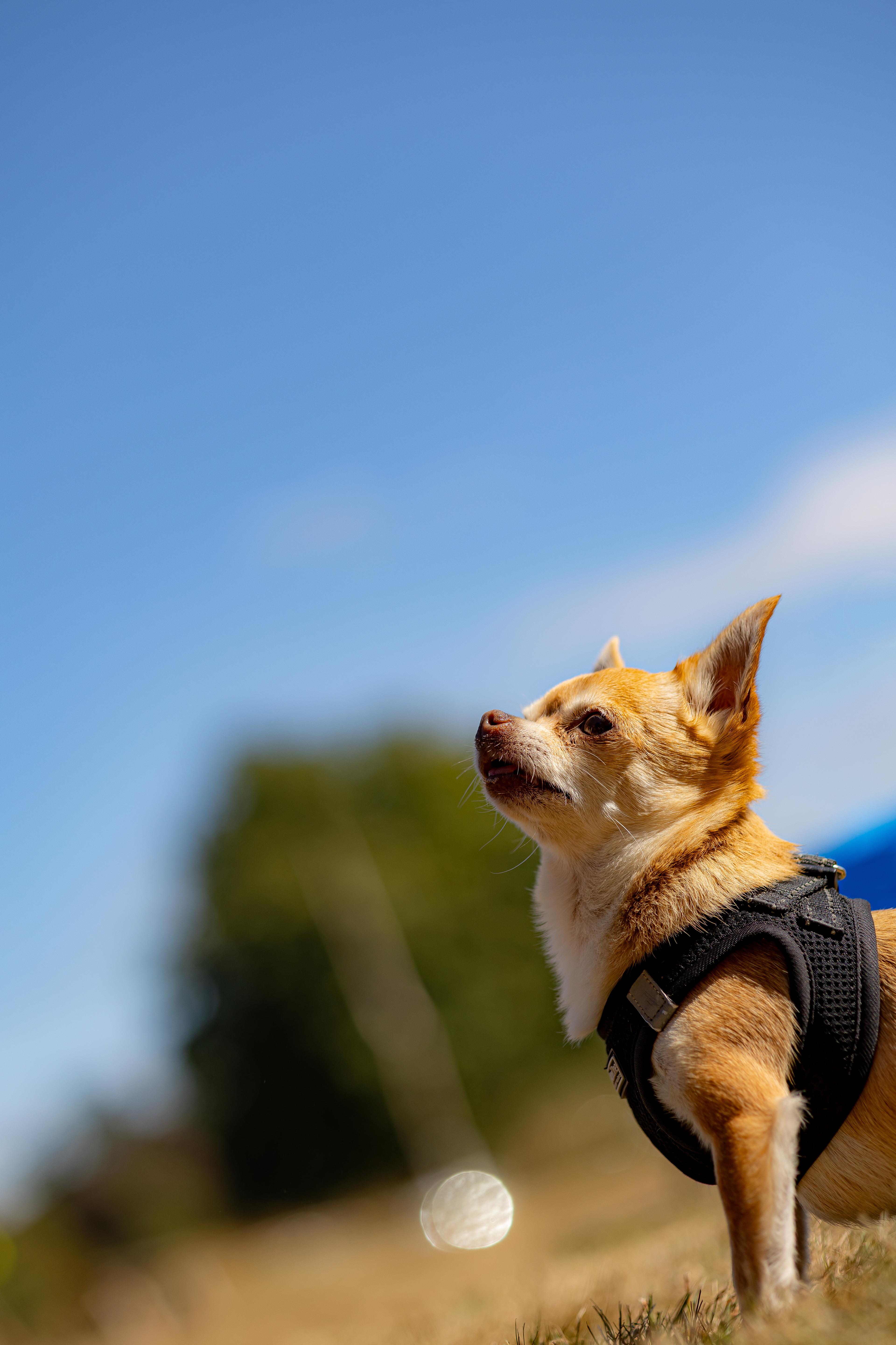 The most dog friendly festival @ Feile Vegan