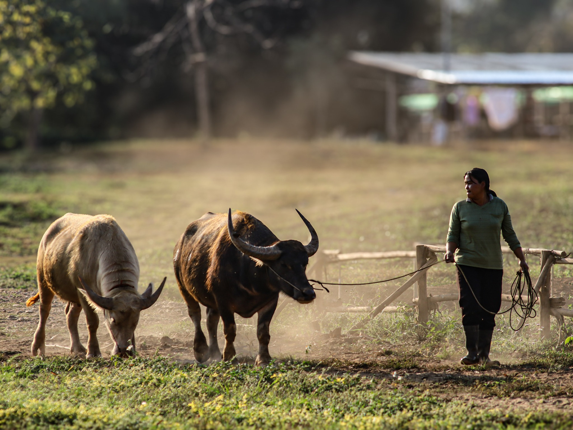 Lady and her rescue buffaloes - Chiang Dao