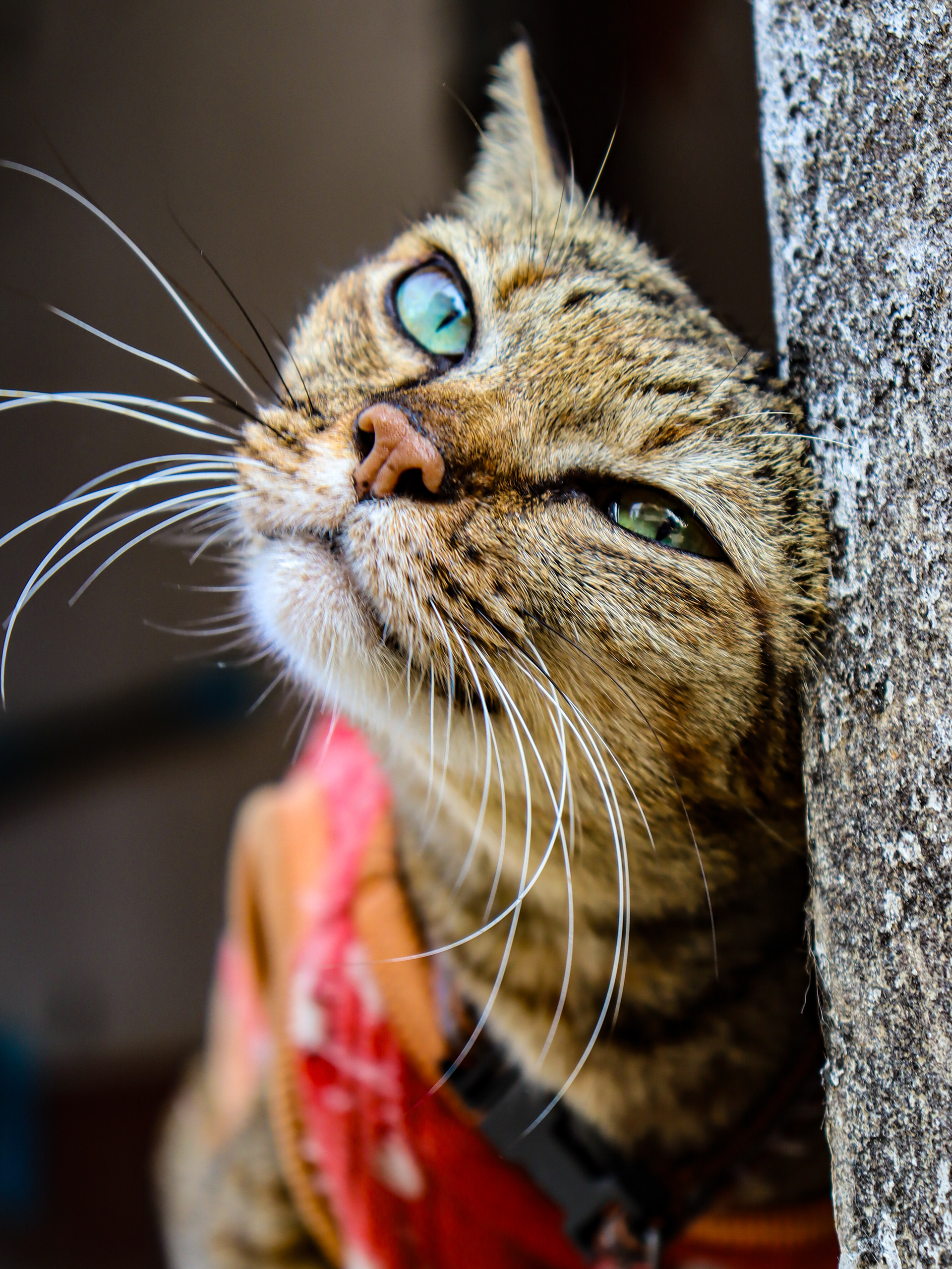 A beautiful street kitty