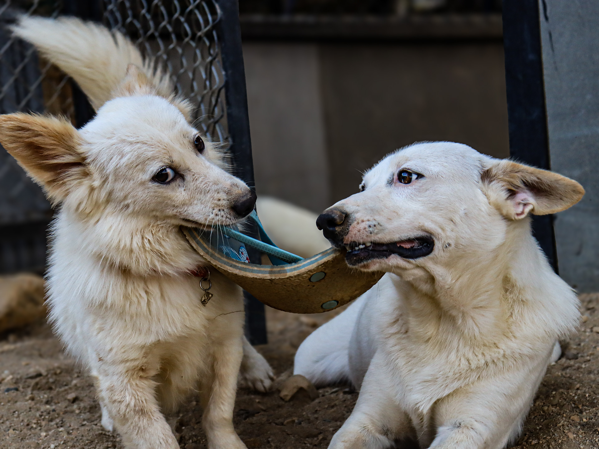 Tug-o-war in a rescue sanctuary in Chiang Dao