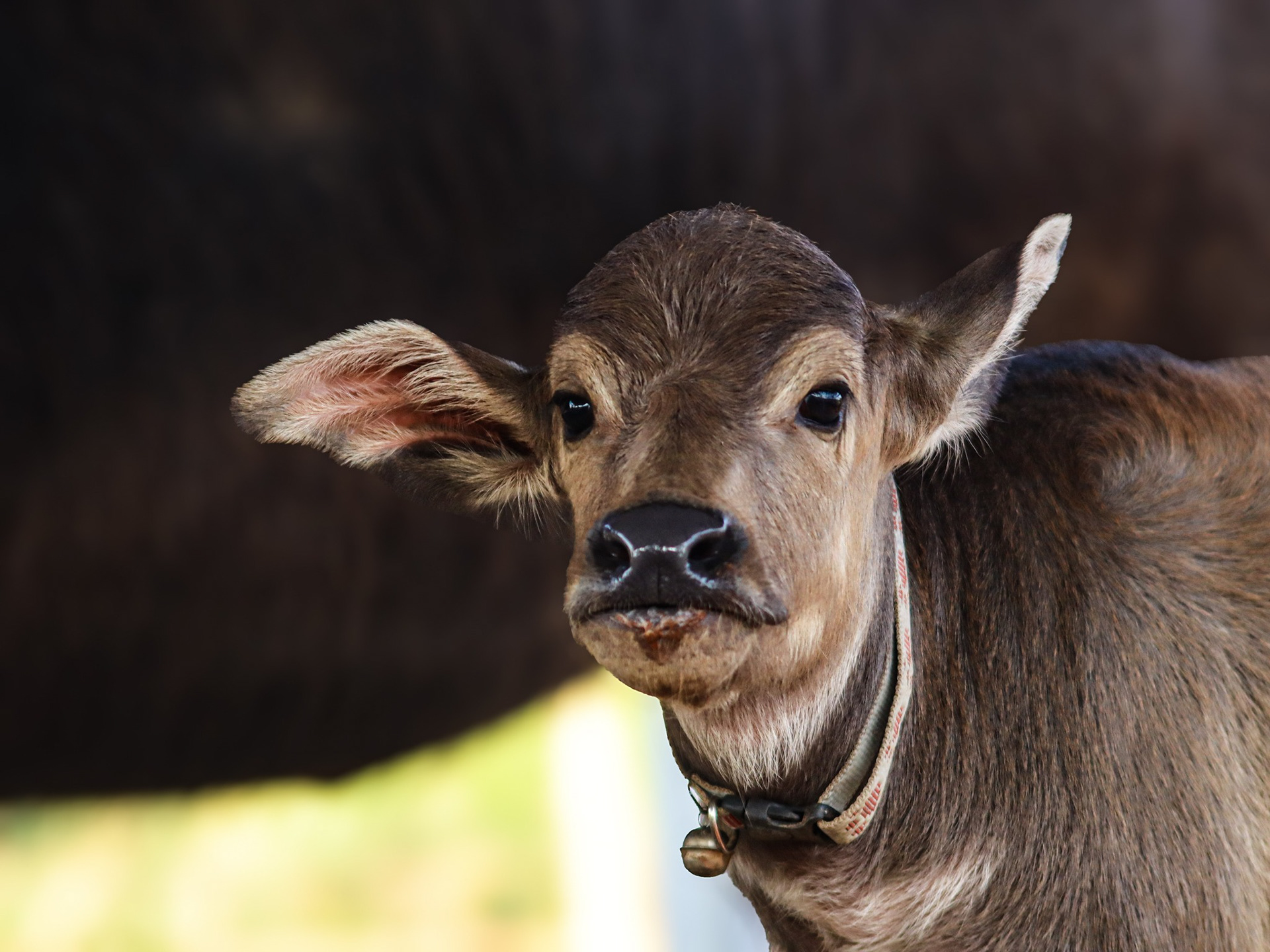 Buffalo calf in a sanctuary in Chiang Dao
