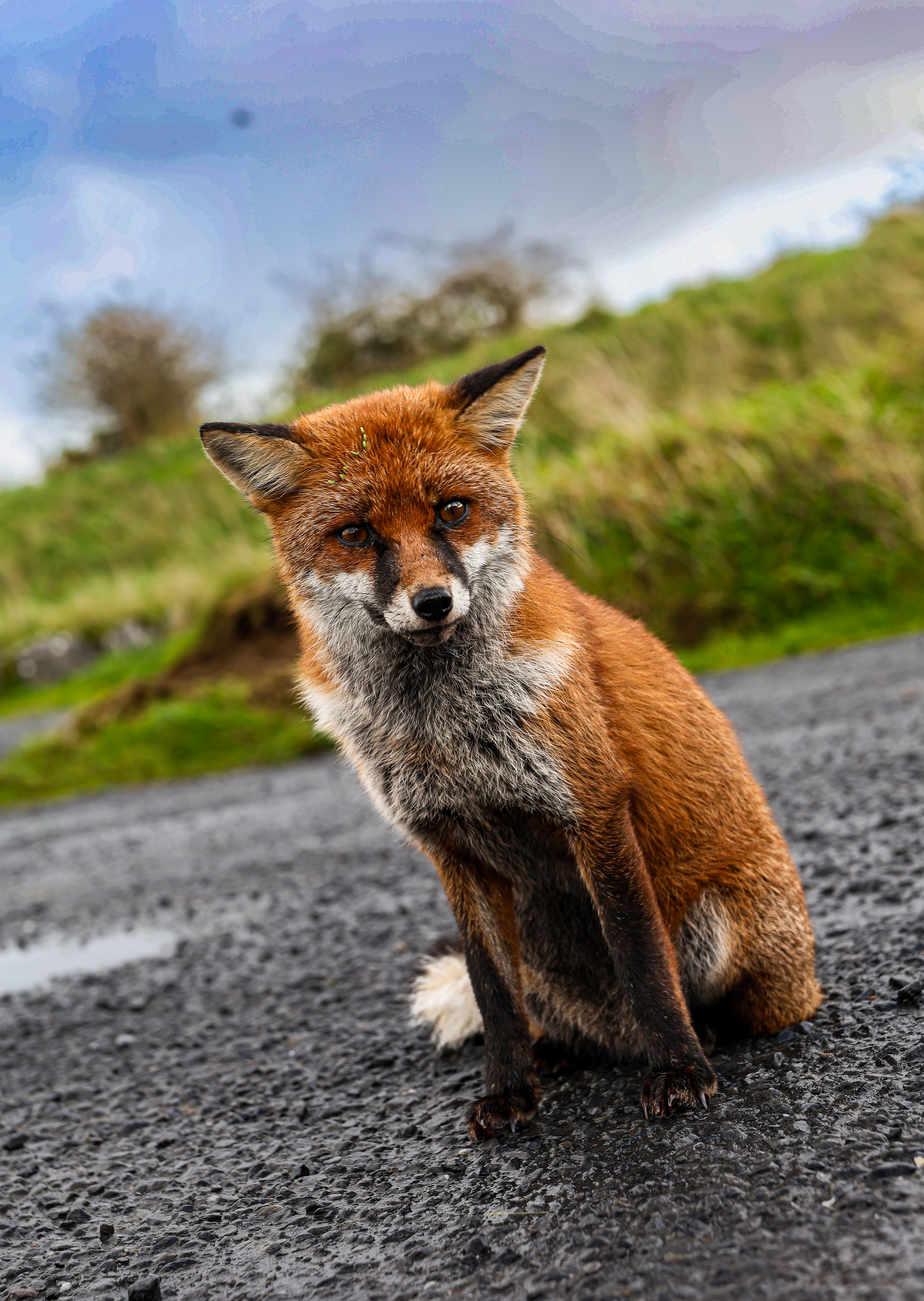 Wild Fox encounter