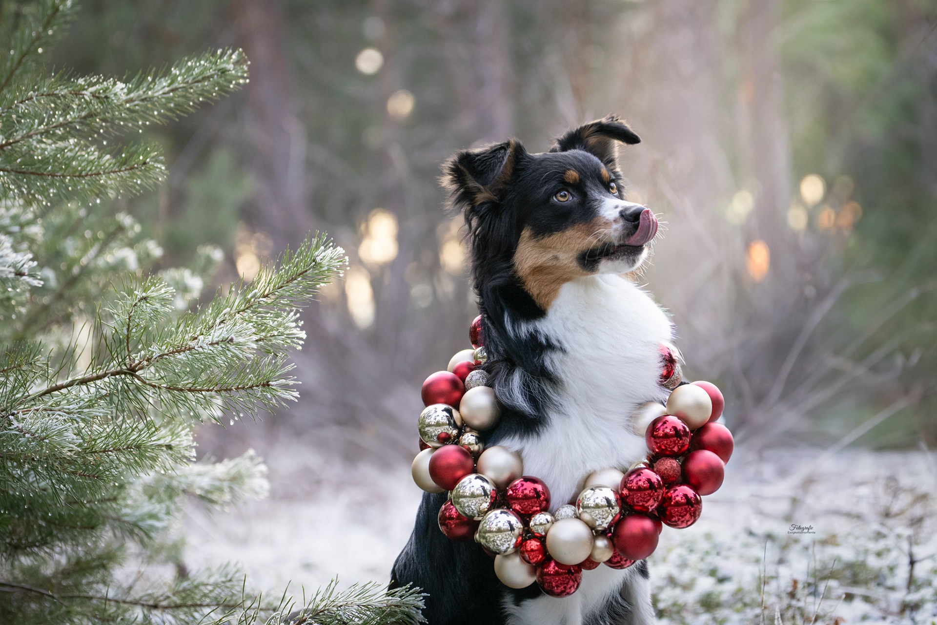 Weihnachts-Aktion