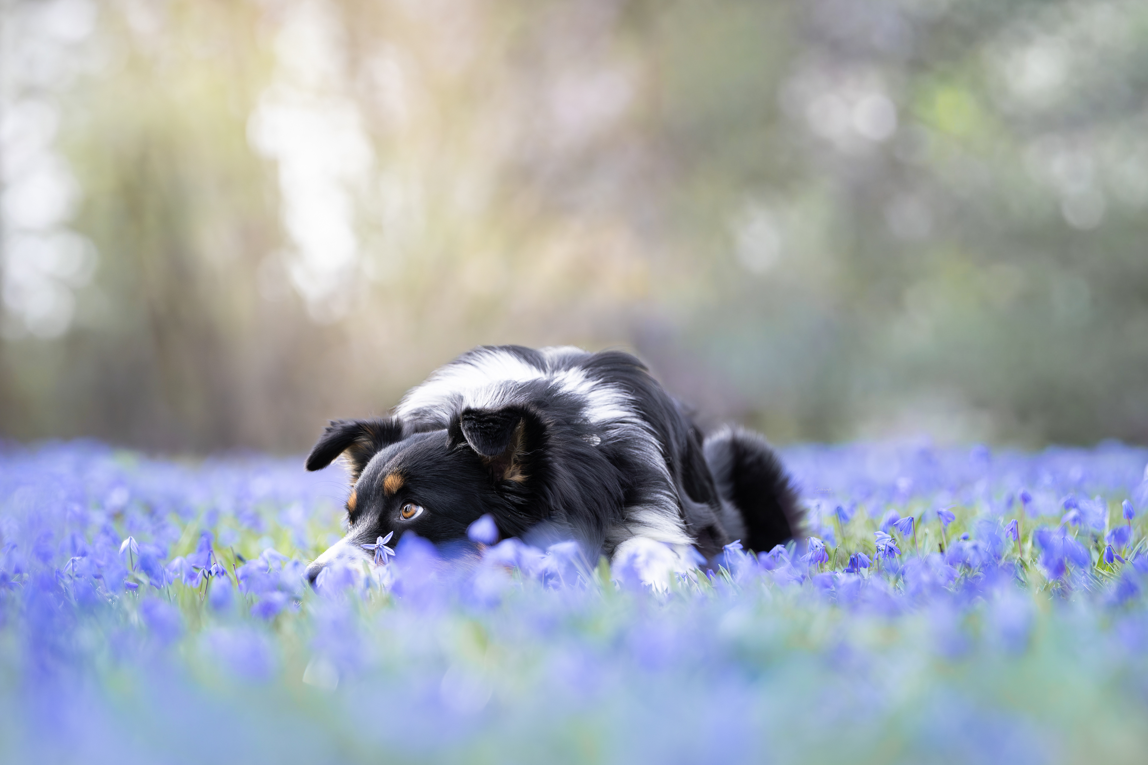 Scilla-Blume