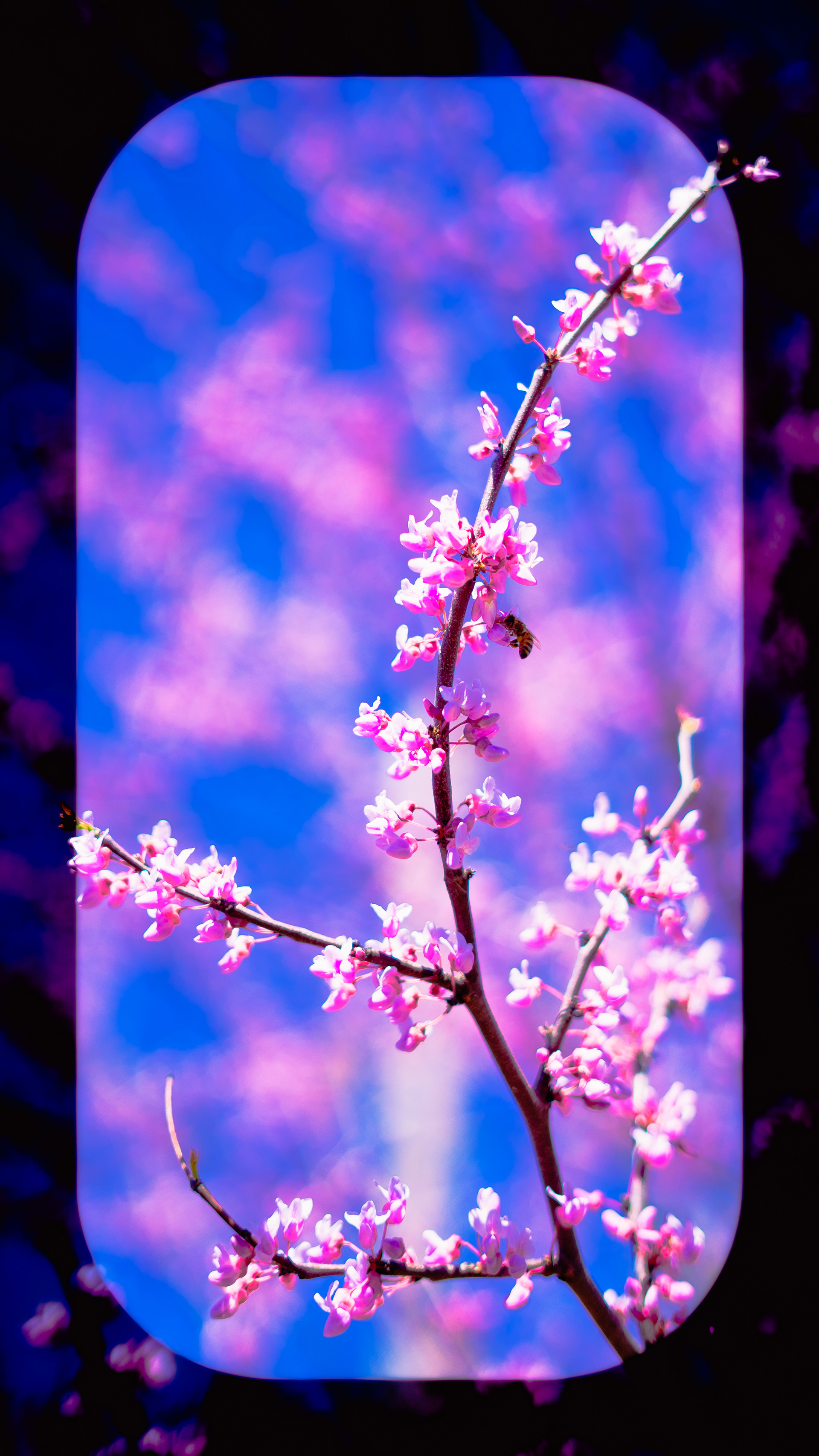 Pollination