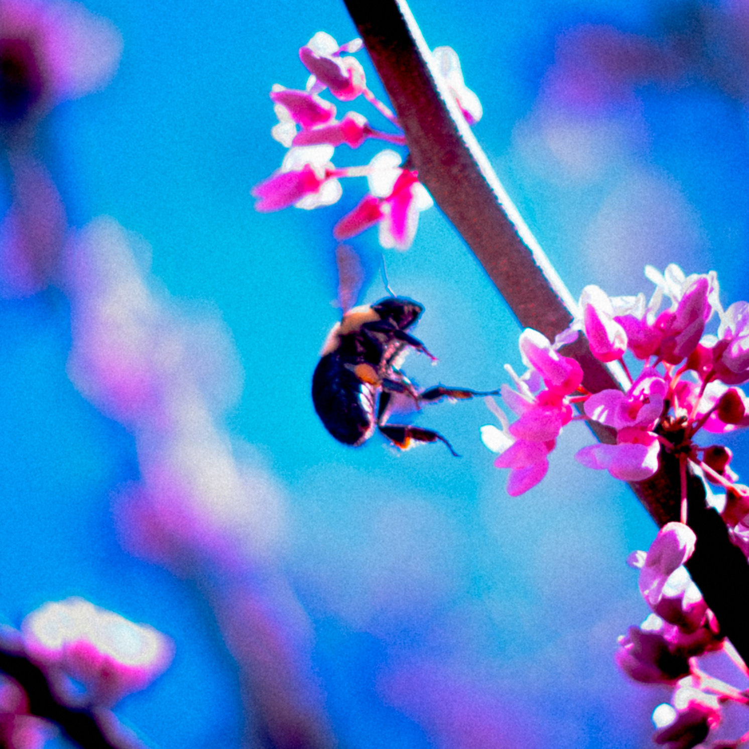 Pollinator