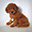 maplemahu.com logo