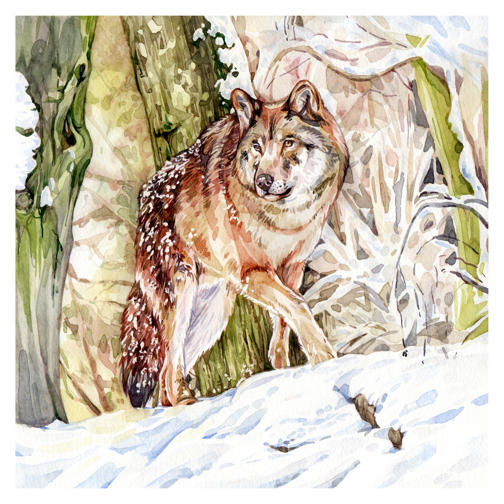 Original Grey Wolf Painting - 225€ (21 x 21 cm with white border)