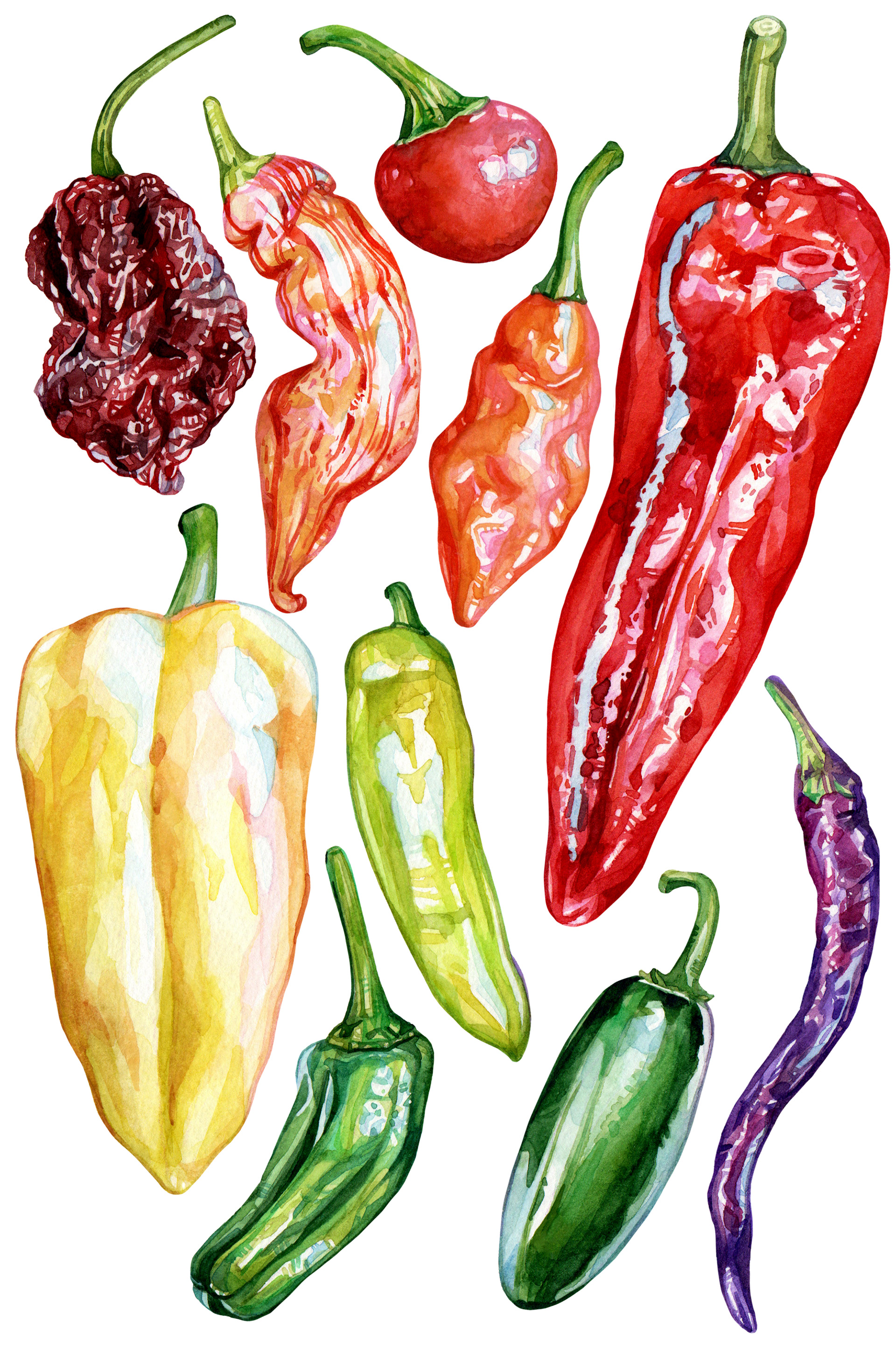Chili Pepper Rainbow