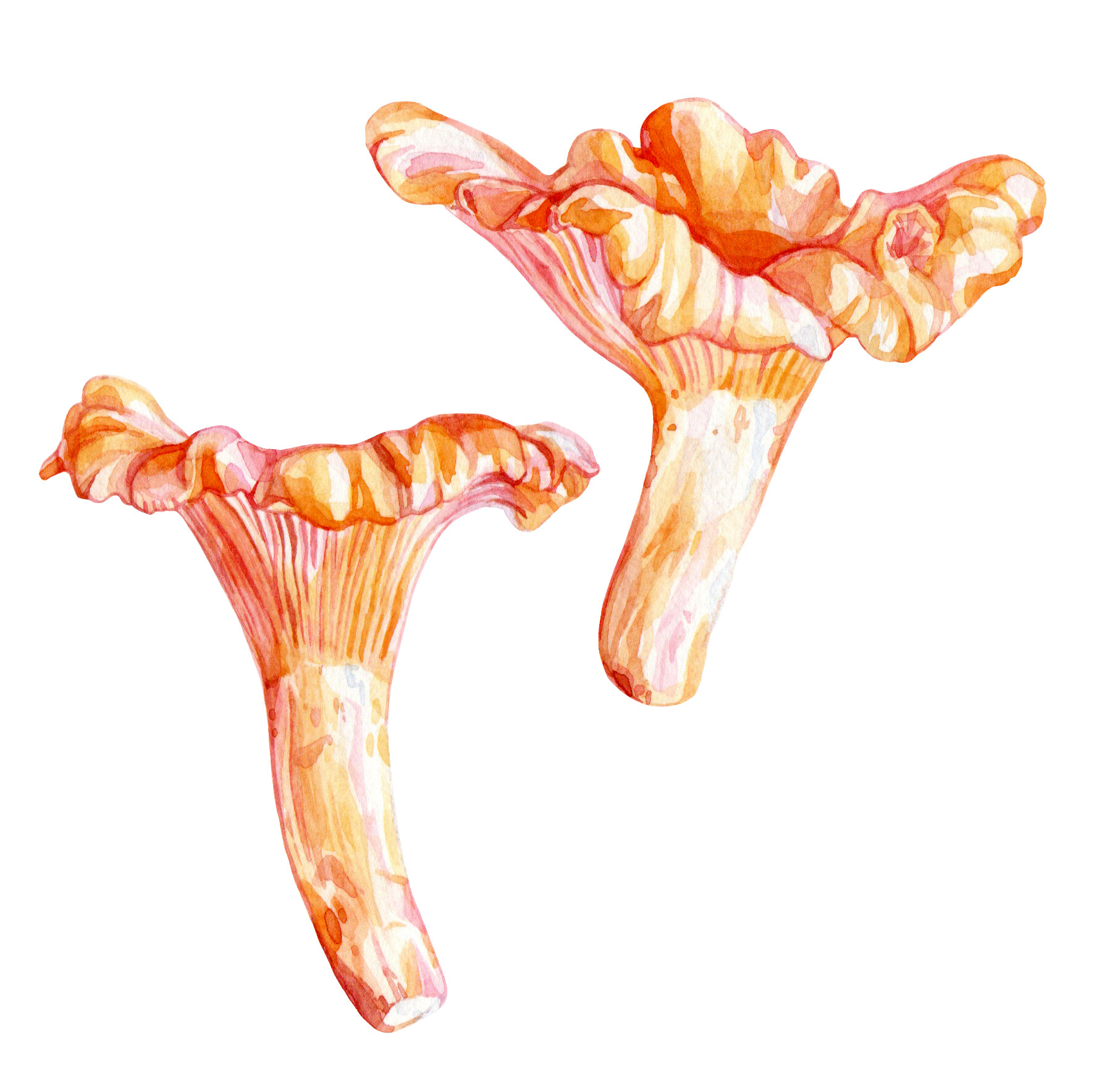 Original Chanterelle Painting - 60€ (15 x 15 cm)