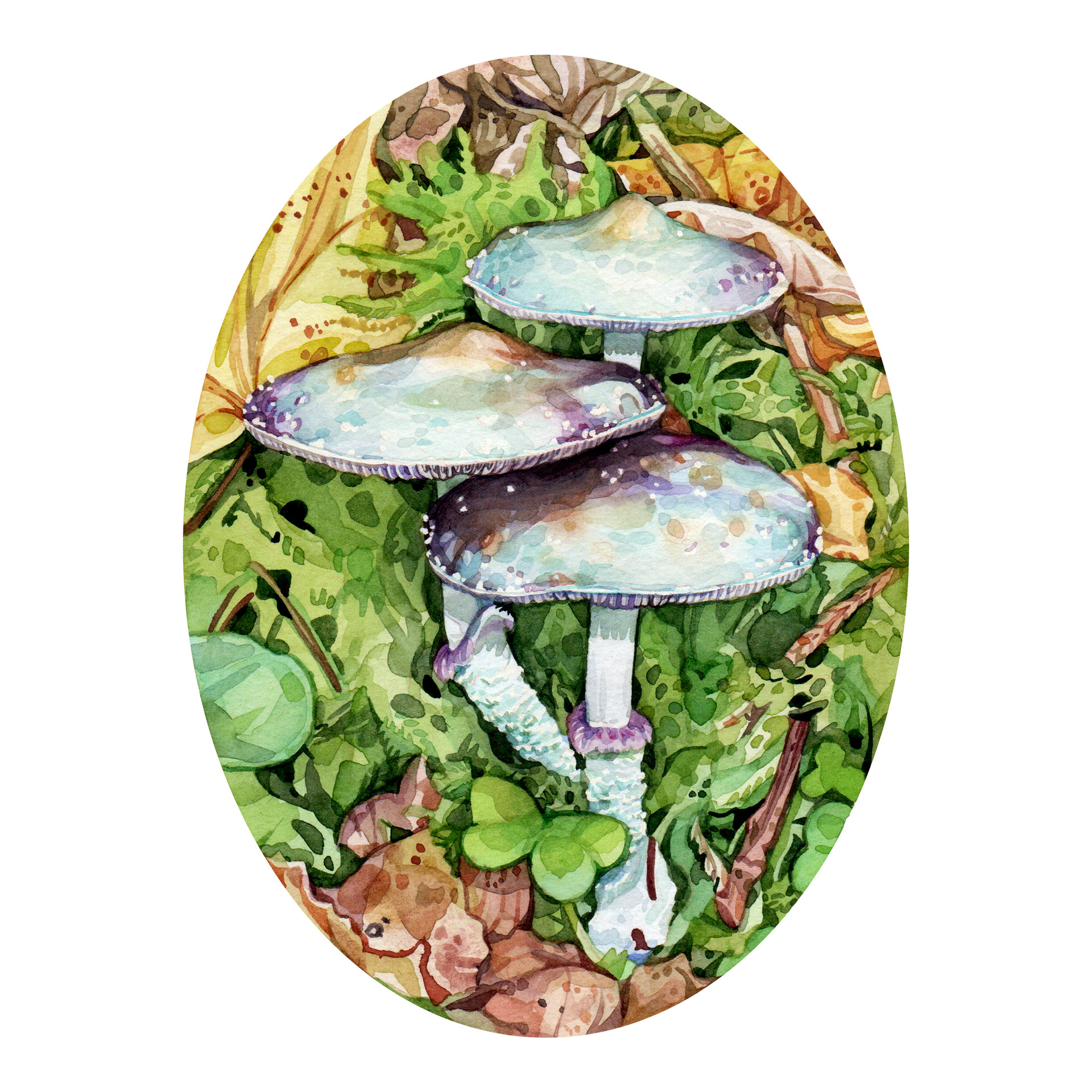 Stropharia aeruginosa