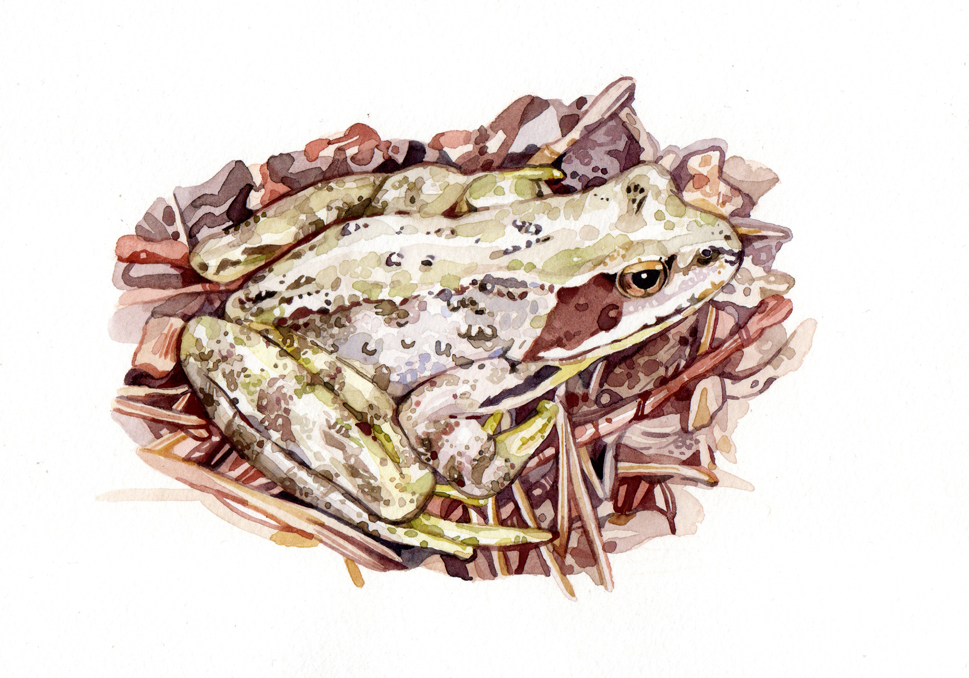Original Common Frog Painting - 160€ (21 x 14.8 cm)