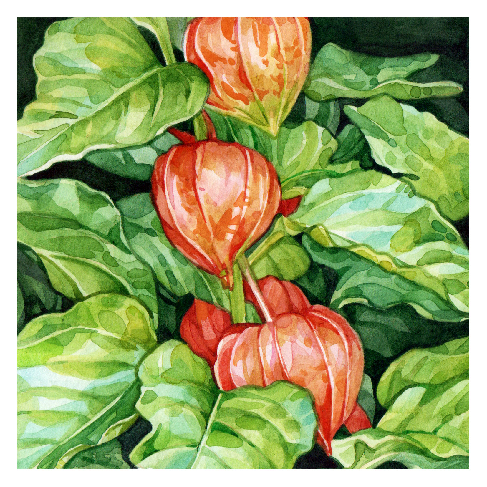 Original Chinese Lantern Plant Painting - 120€ (15 x 15 cm with white border)