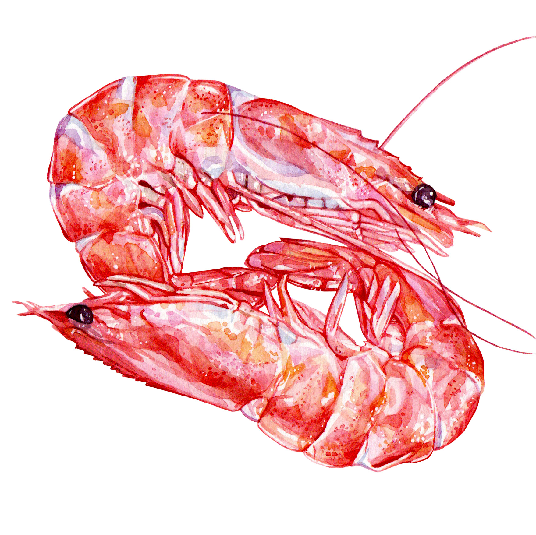 Original Shrimps Painting - 60€ (15 x 15 cm)