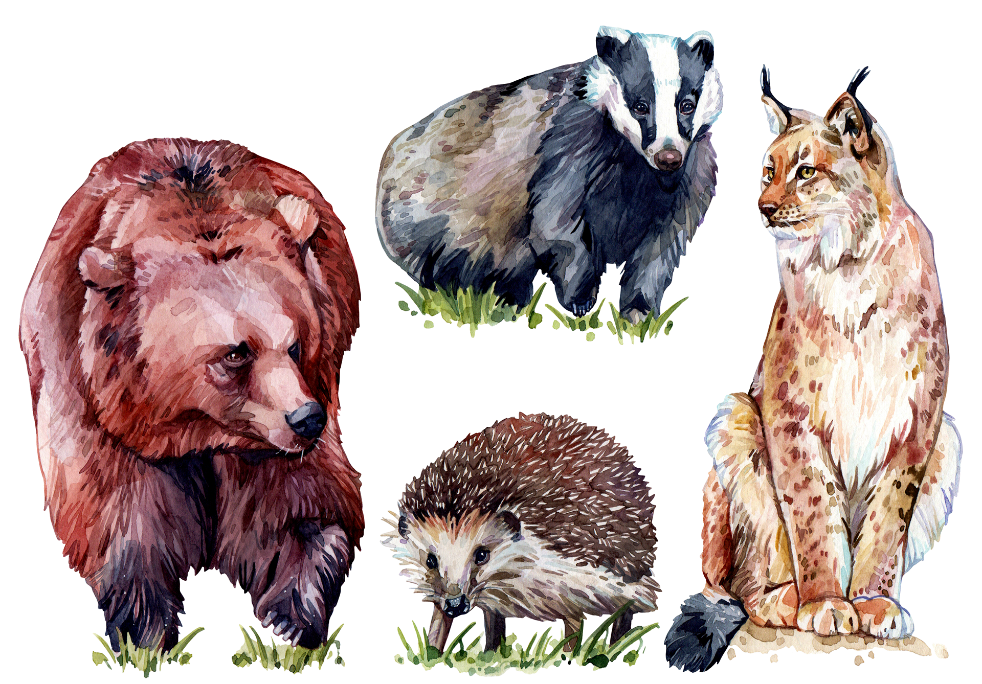 Estonian forest animals