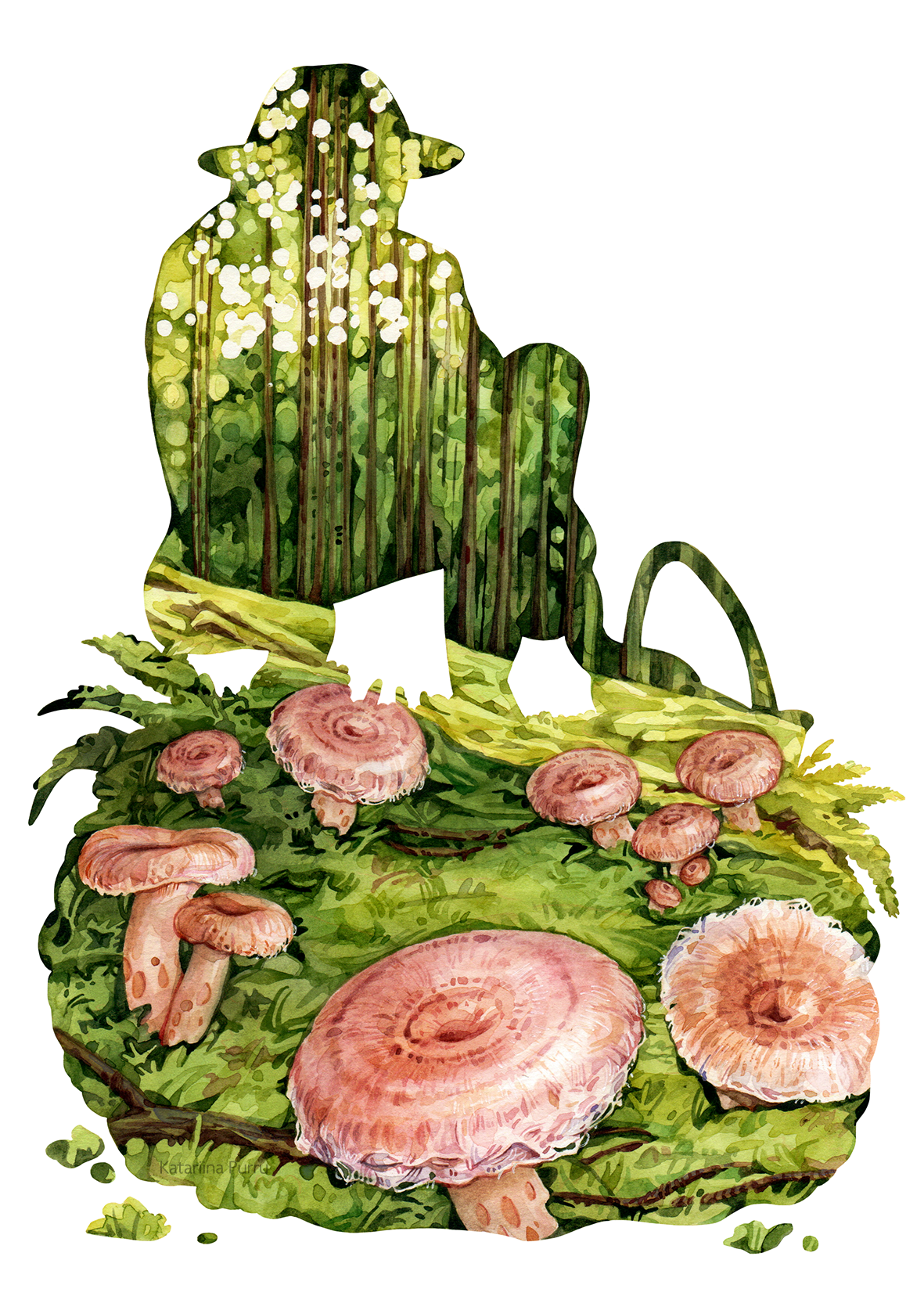 Lactarius torminosus, also known as the woolly milkcap